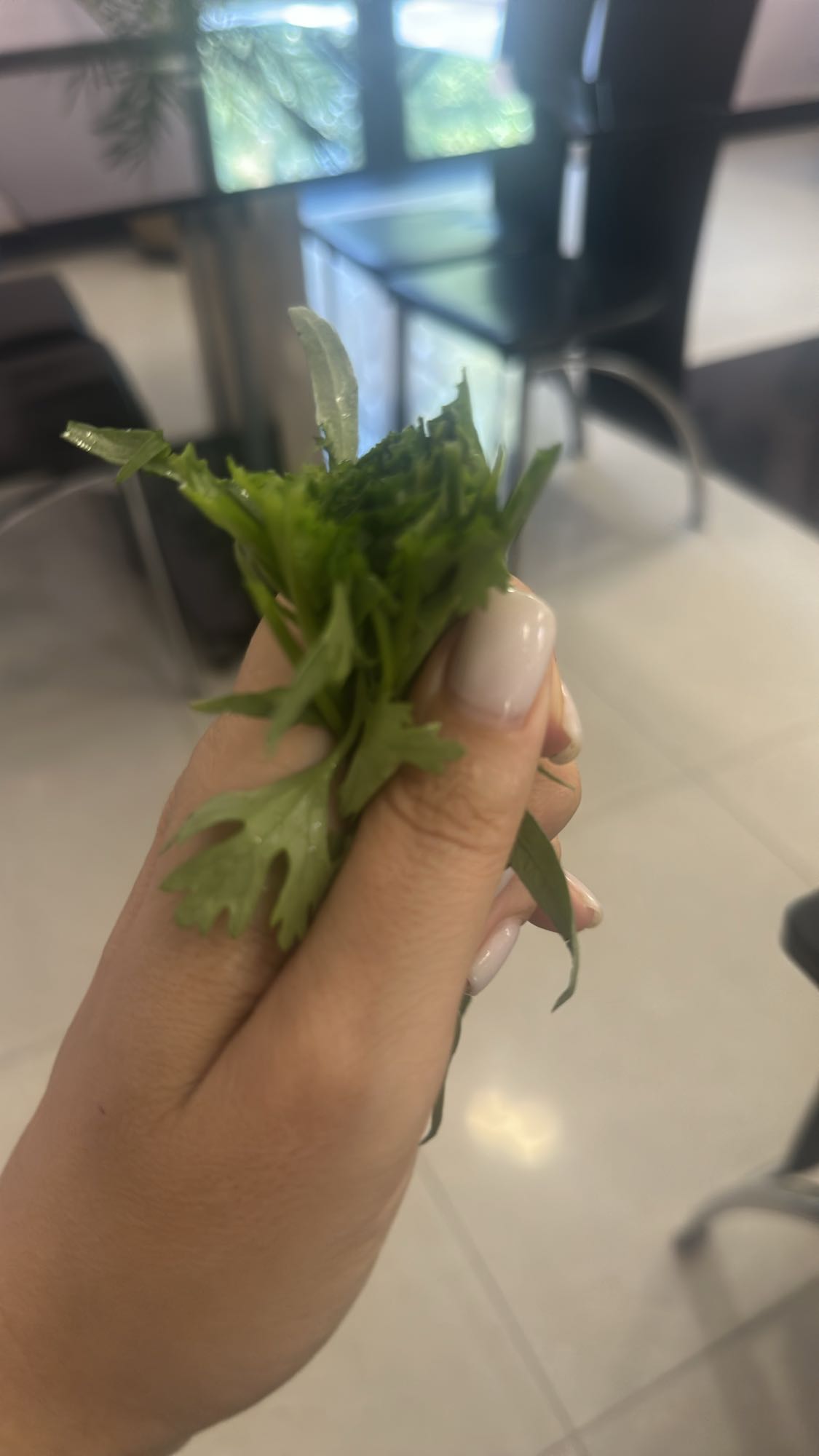 Fresh cilantro bunch