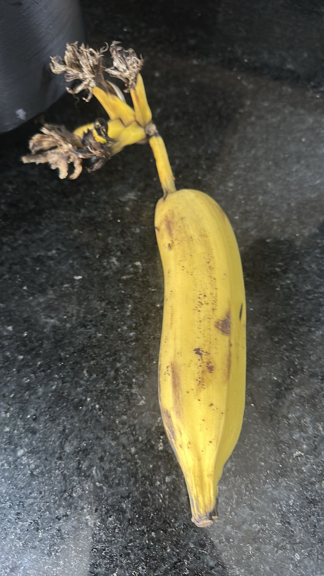 Banana madura