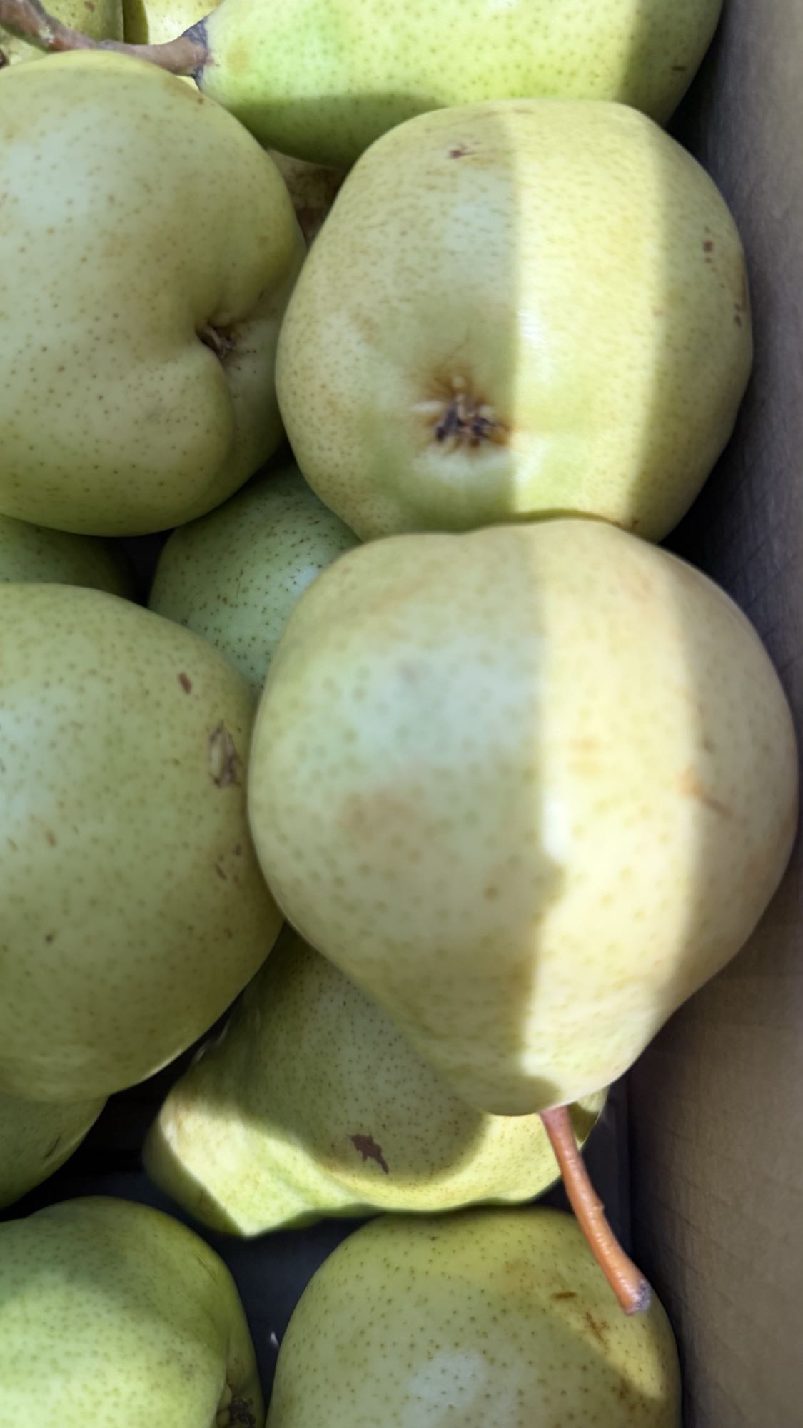 свежие груши