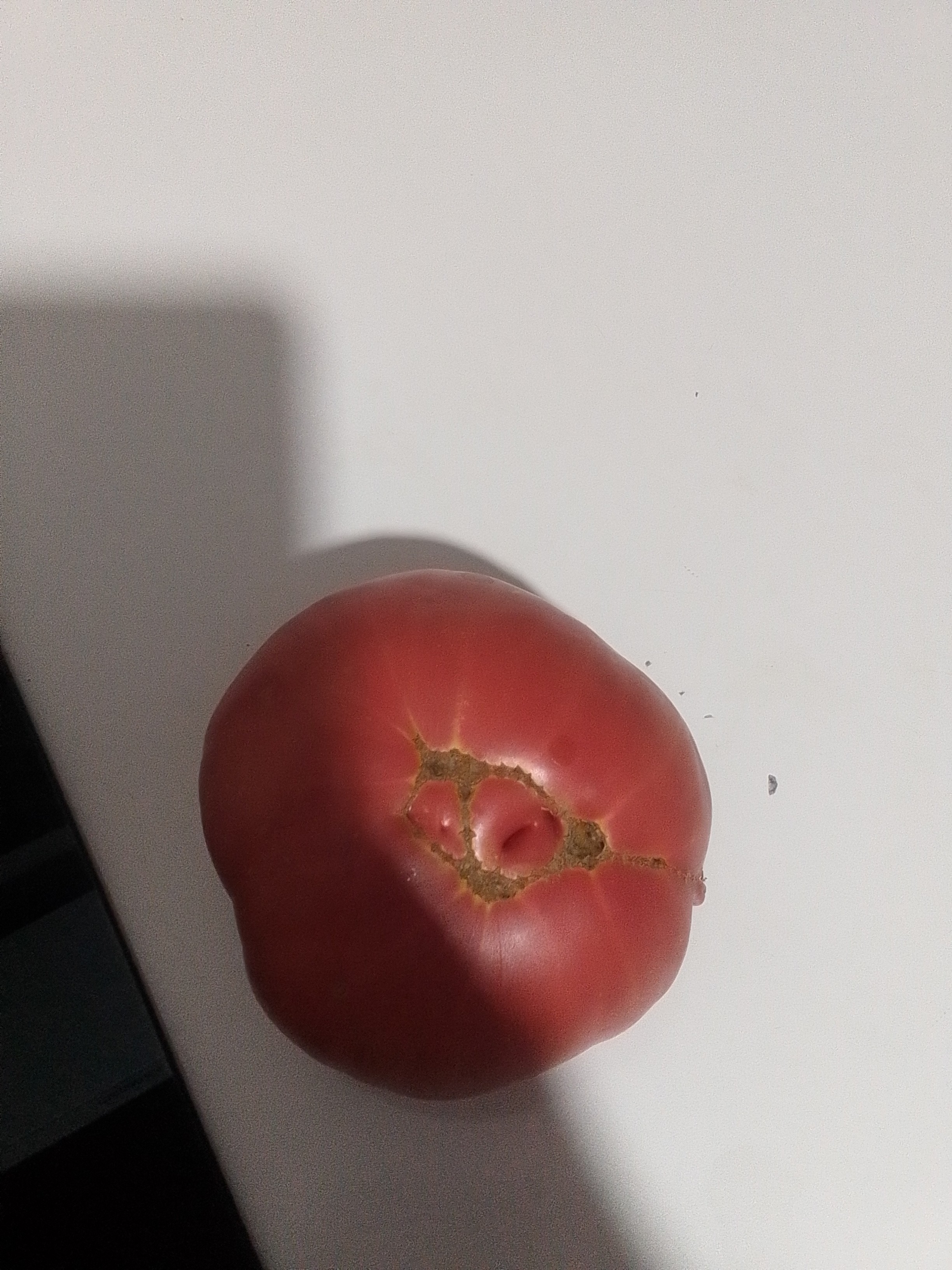 Tomate fresco entero