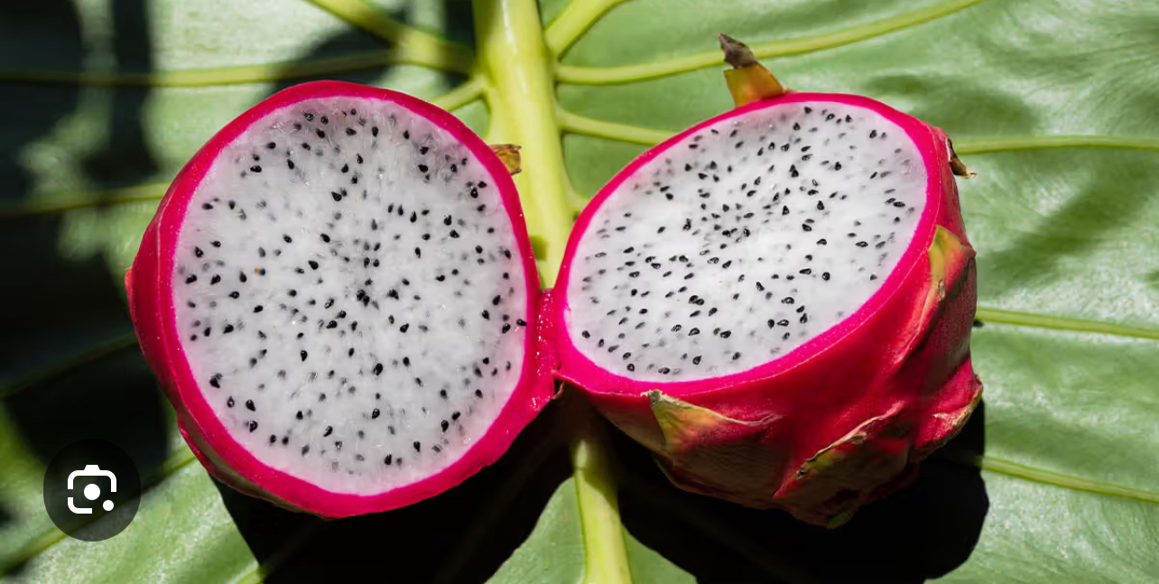 Fresh dragon fruit
