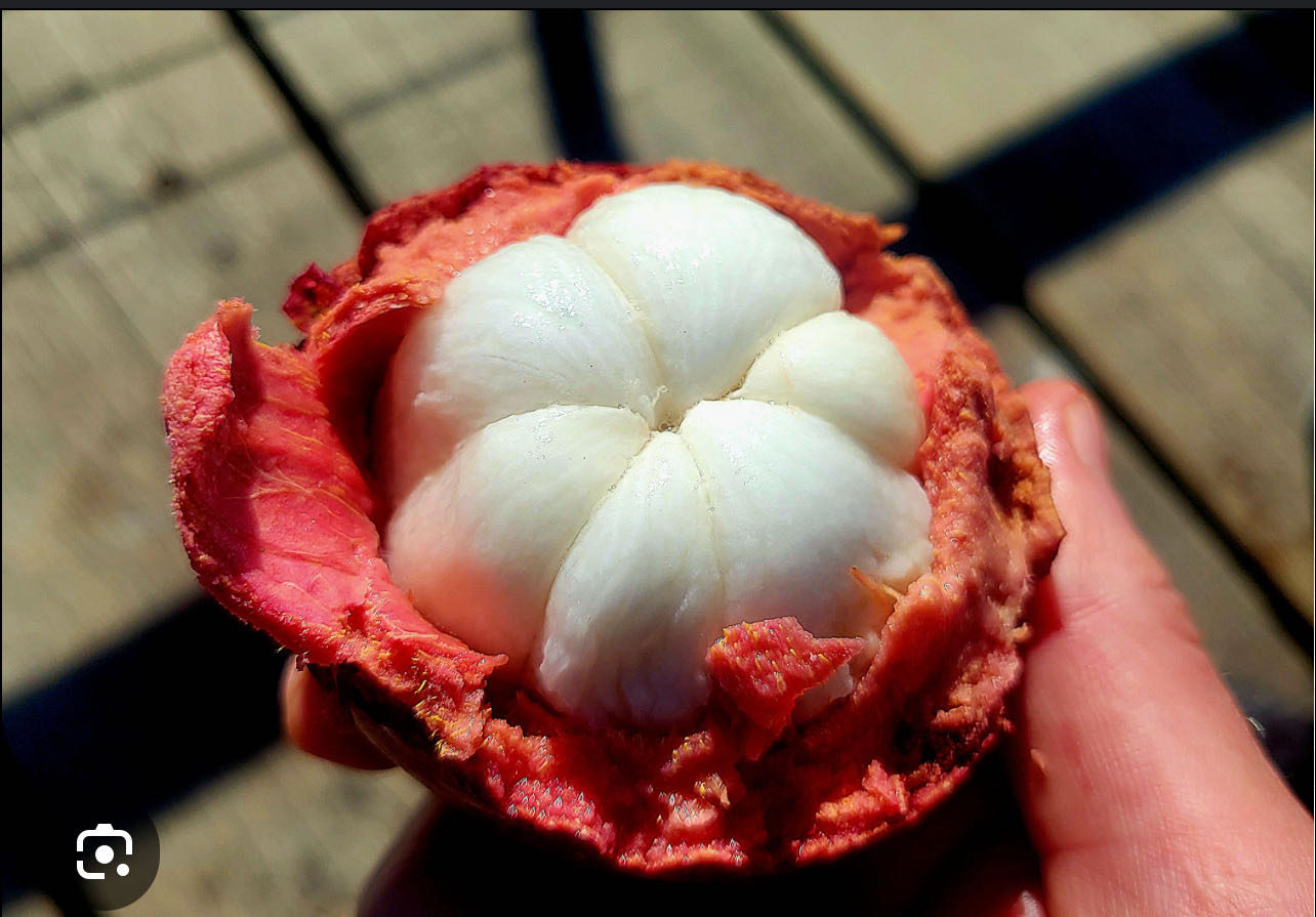 Fresh Mangosteen Fruit