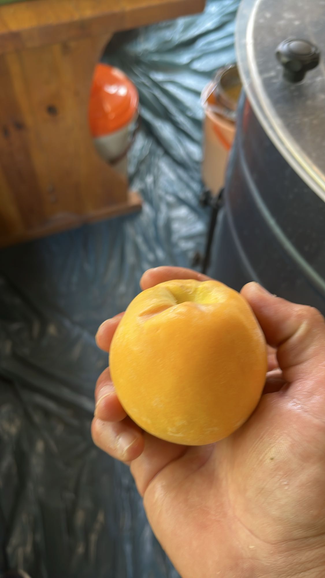 жълта слива