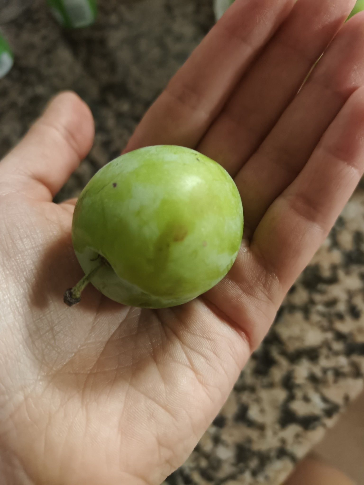 ciruela verde fresca