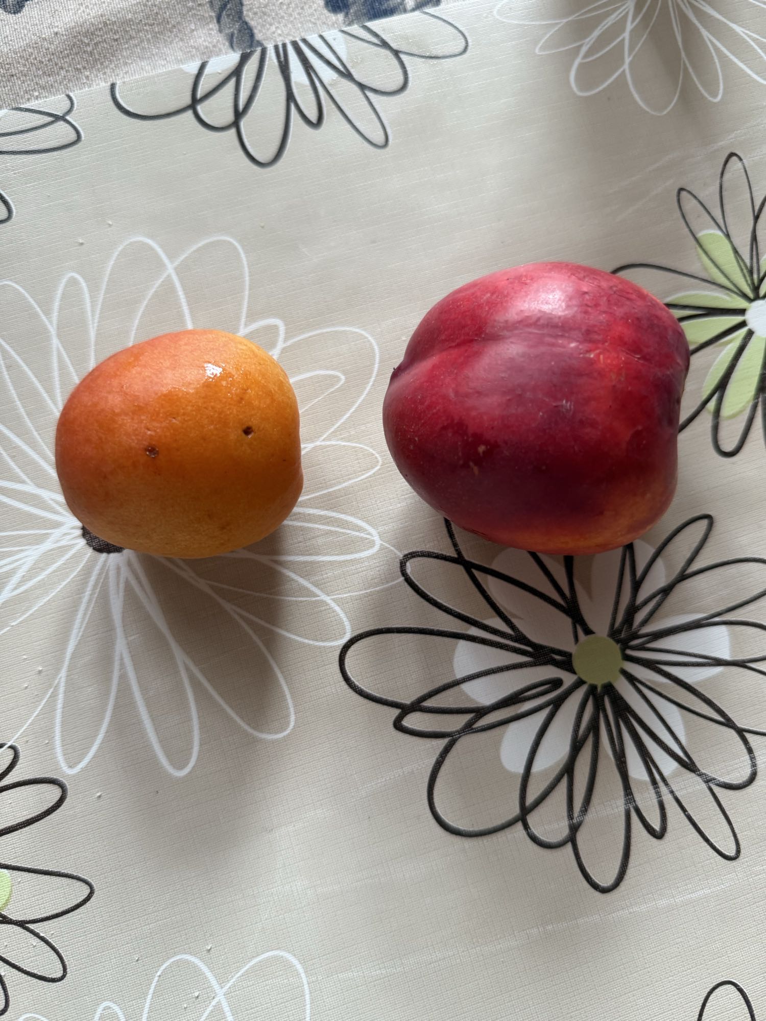 Caise și nectarină