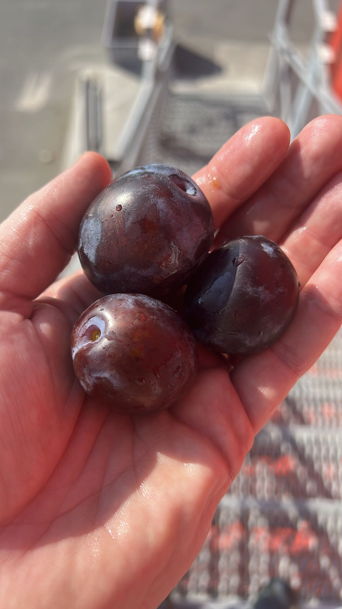 Trei prune proaspete