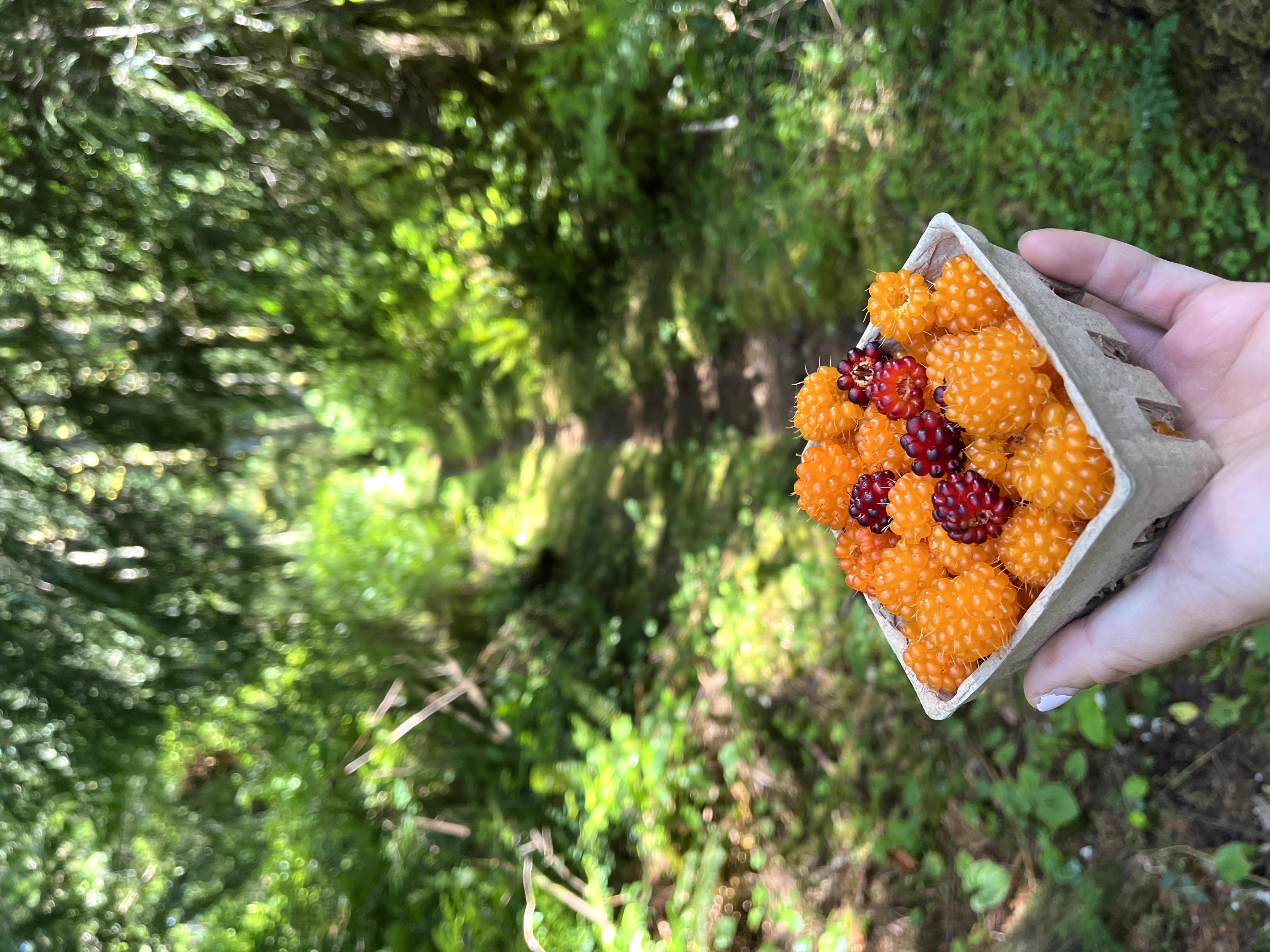 Wild Salmonberries