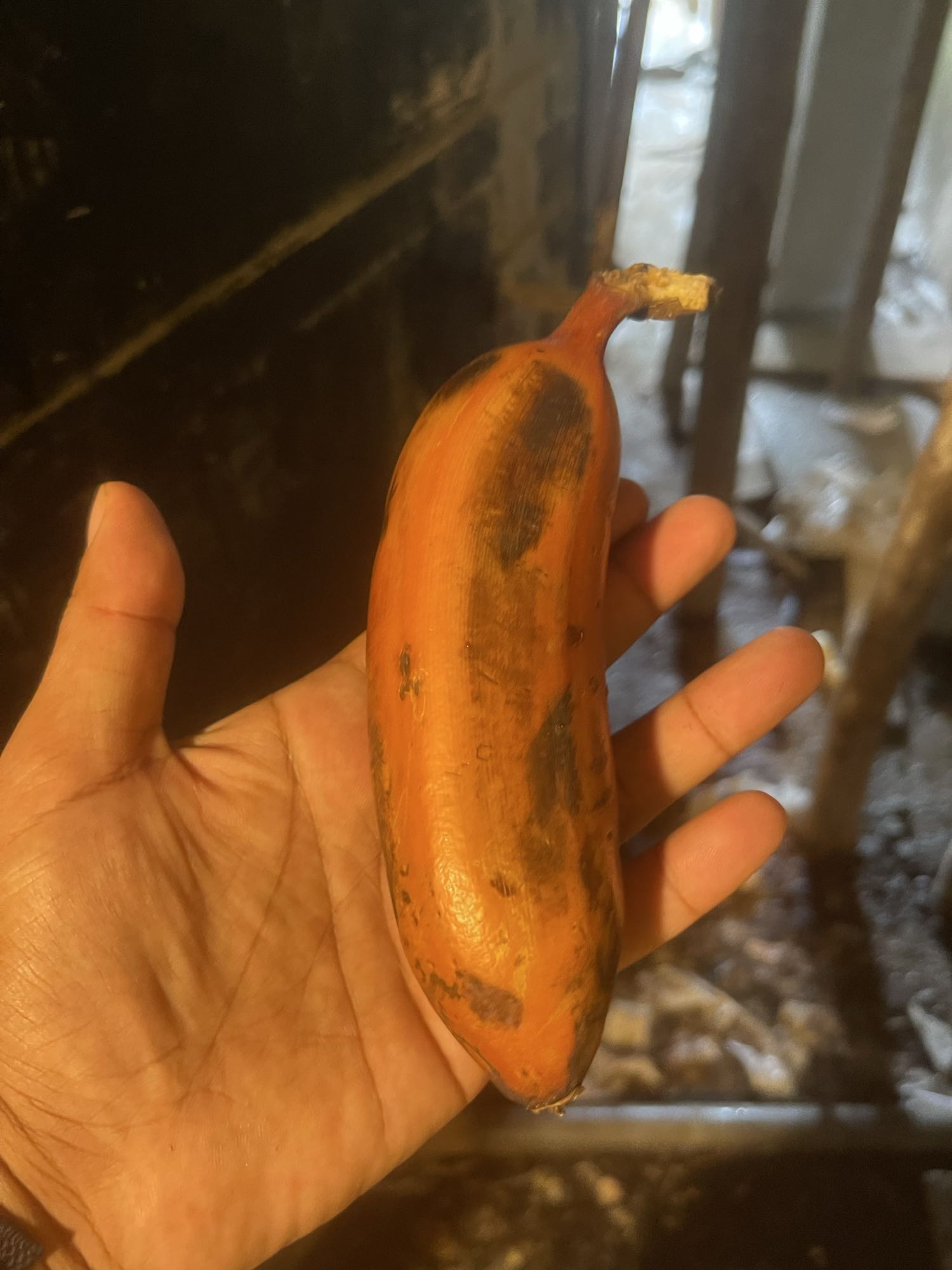 Red Banana