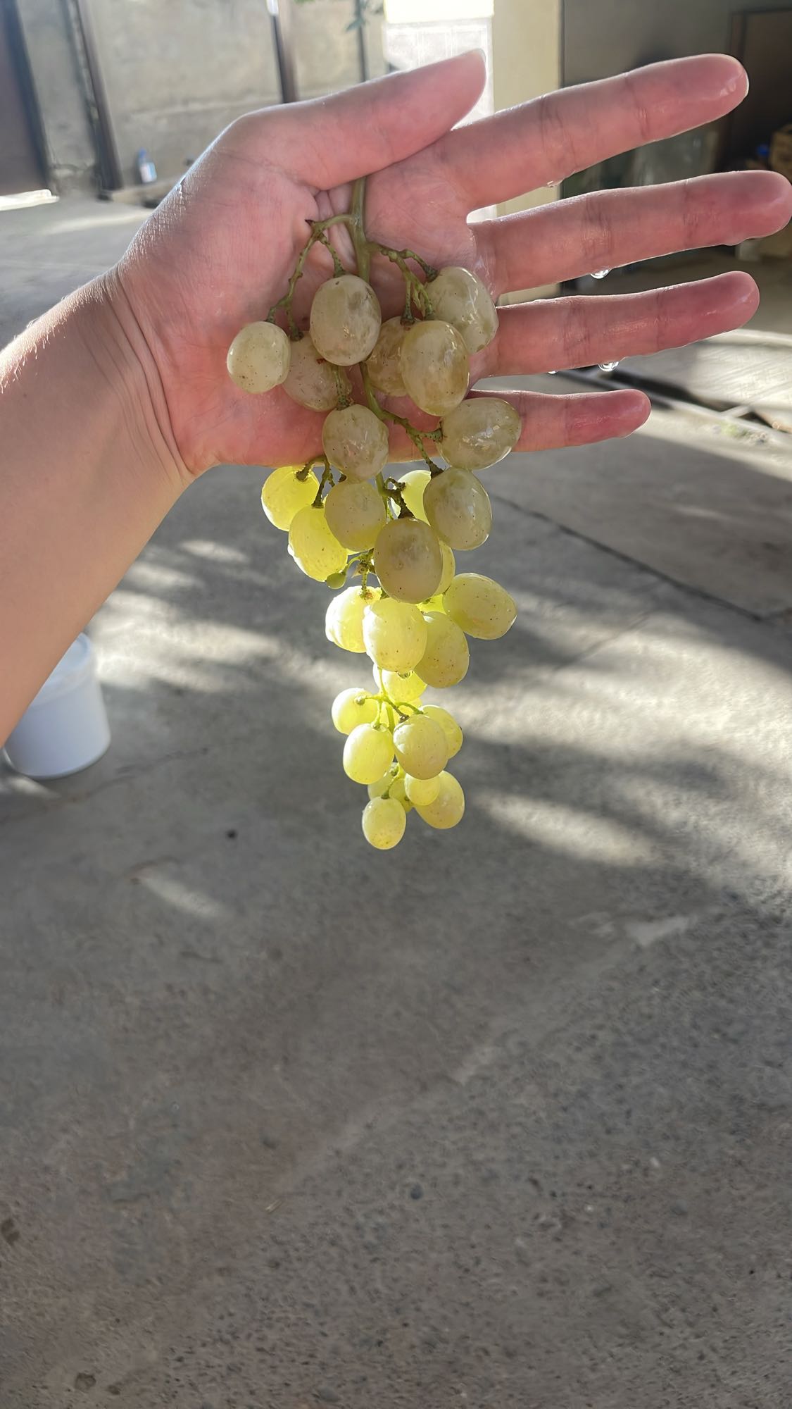 зелёный виноград