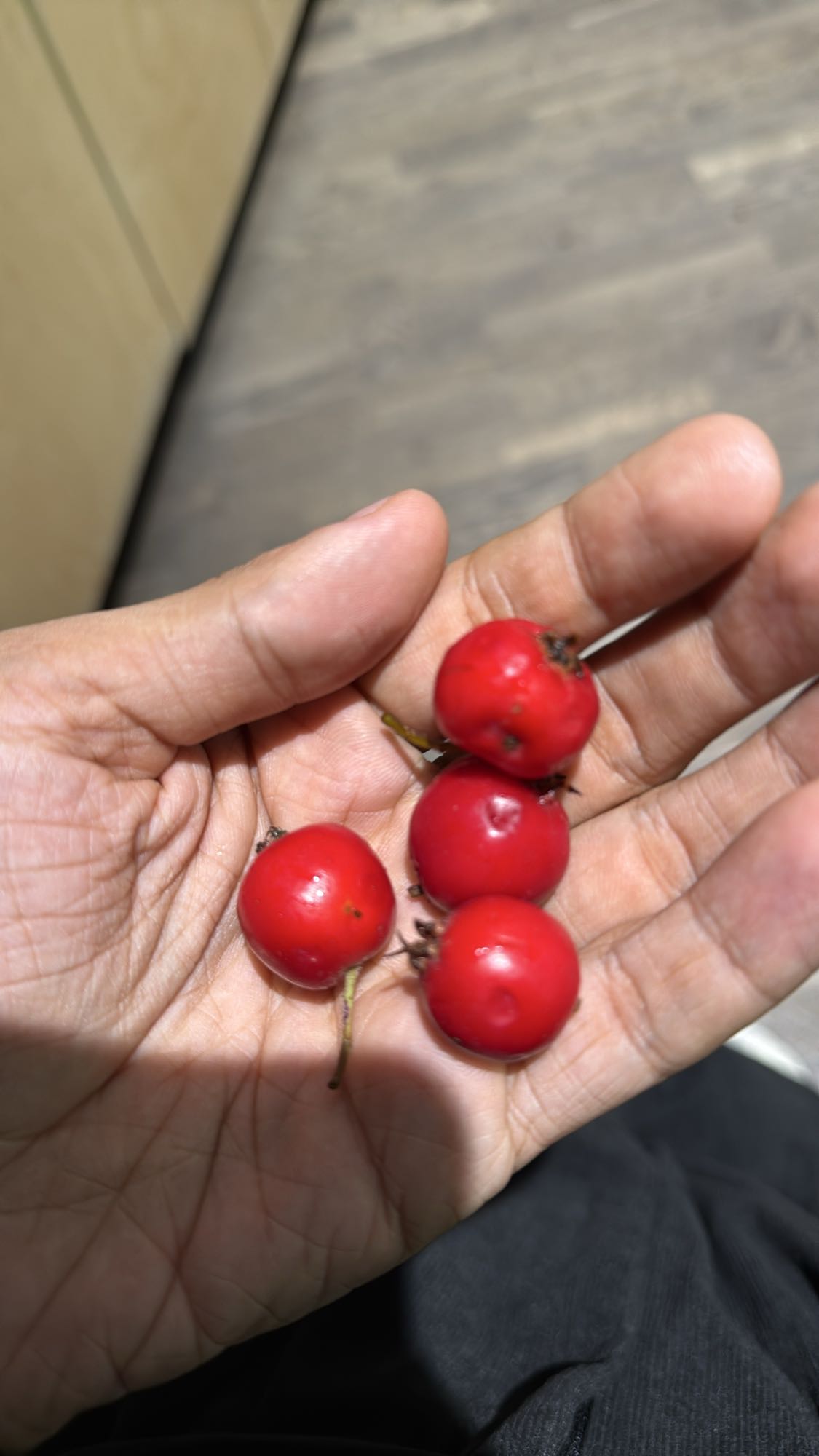 Fresh hawthorn berries