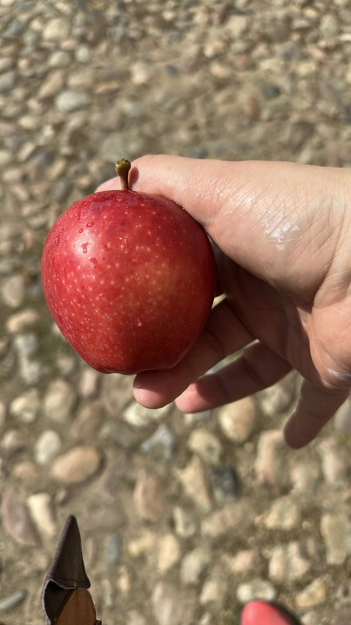 Red Apple Snack