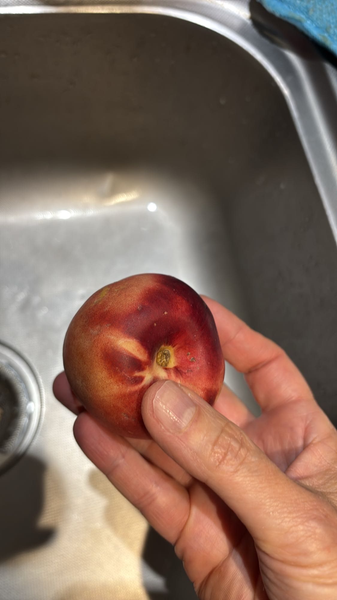 pêche plate fraîche