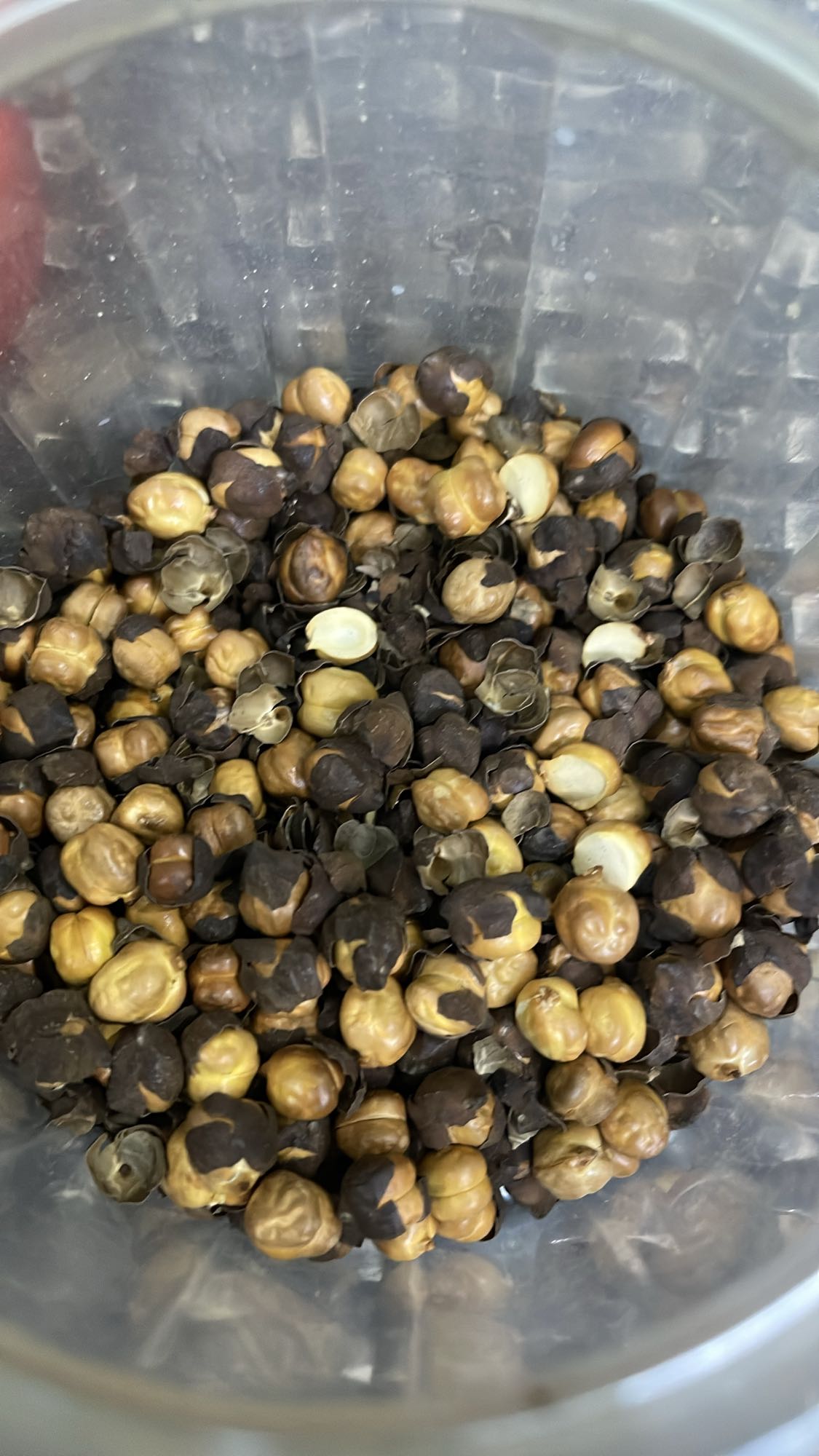 roasted chickpeas