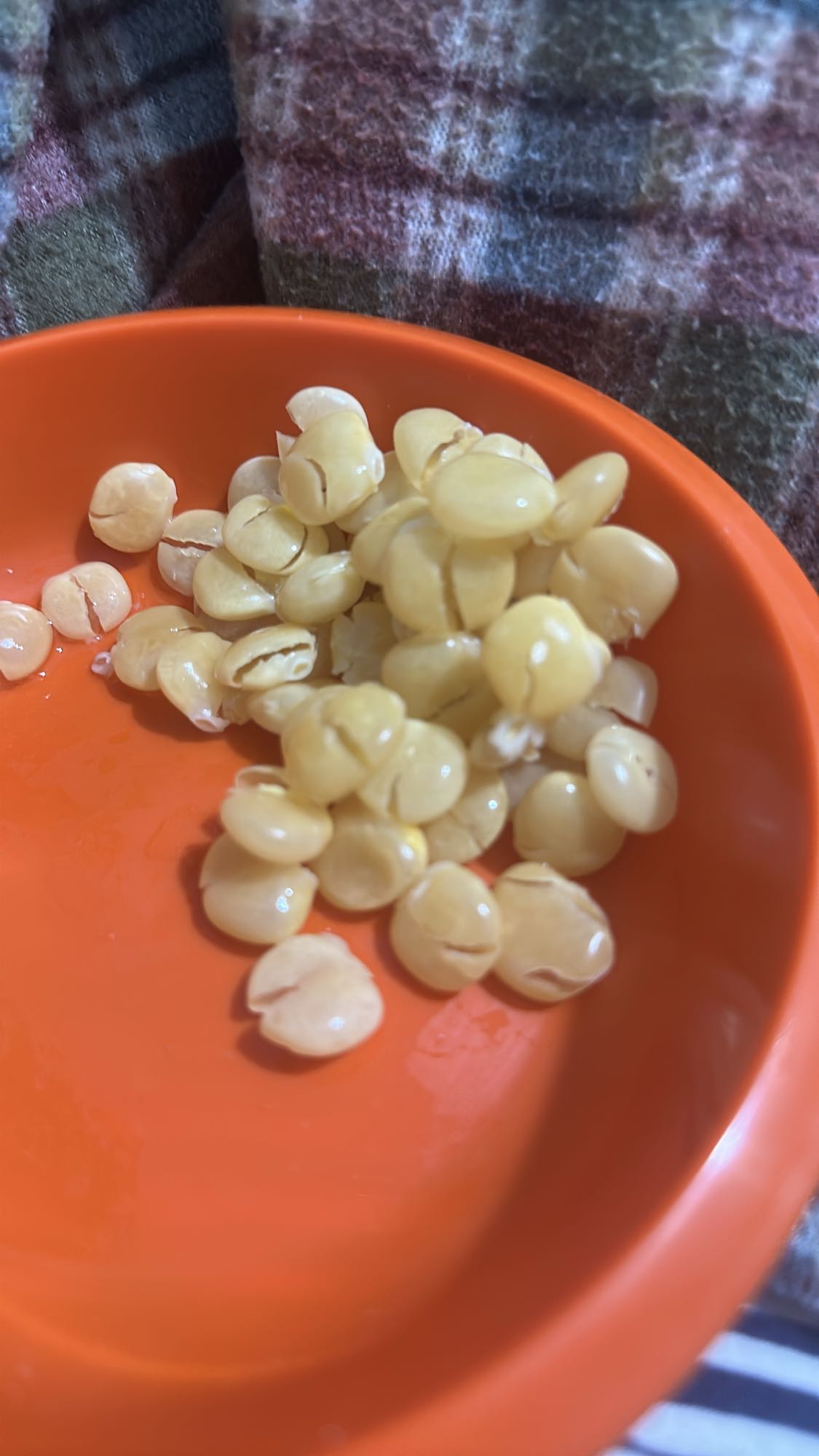 Boiled Lupini Beans