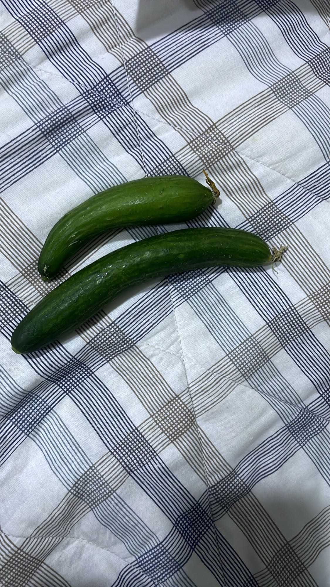 Fresh cucumbers