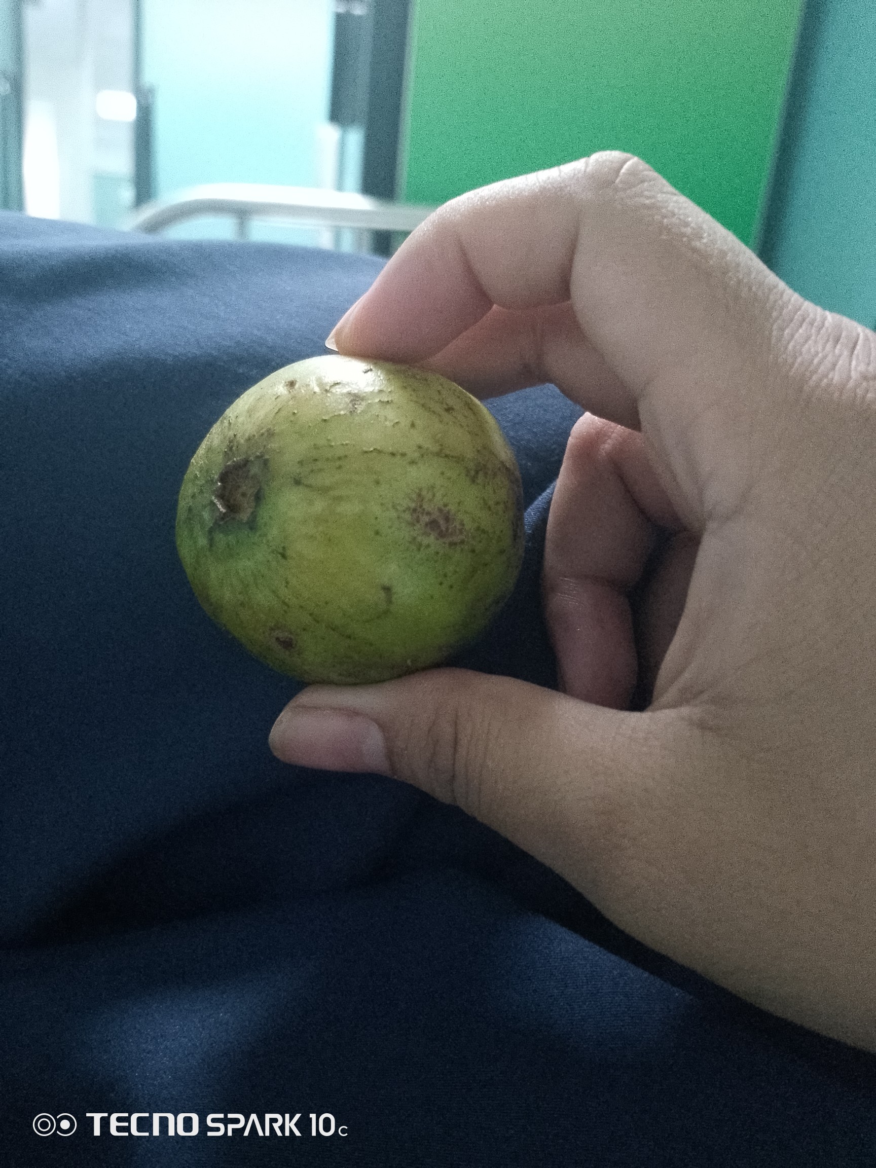 Whole guava fruit