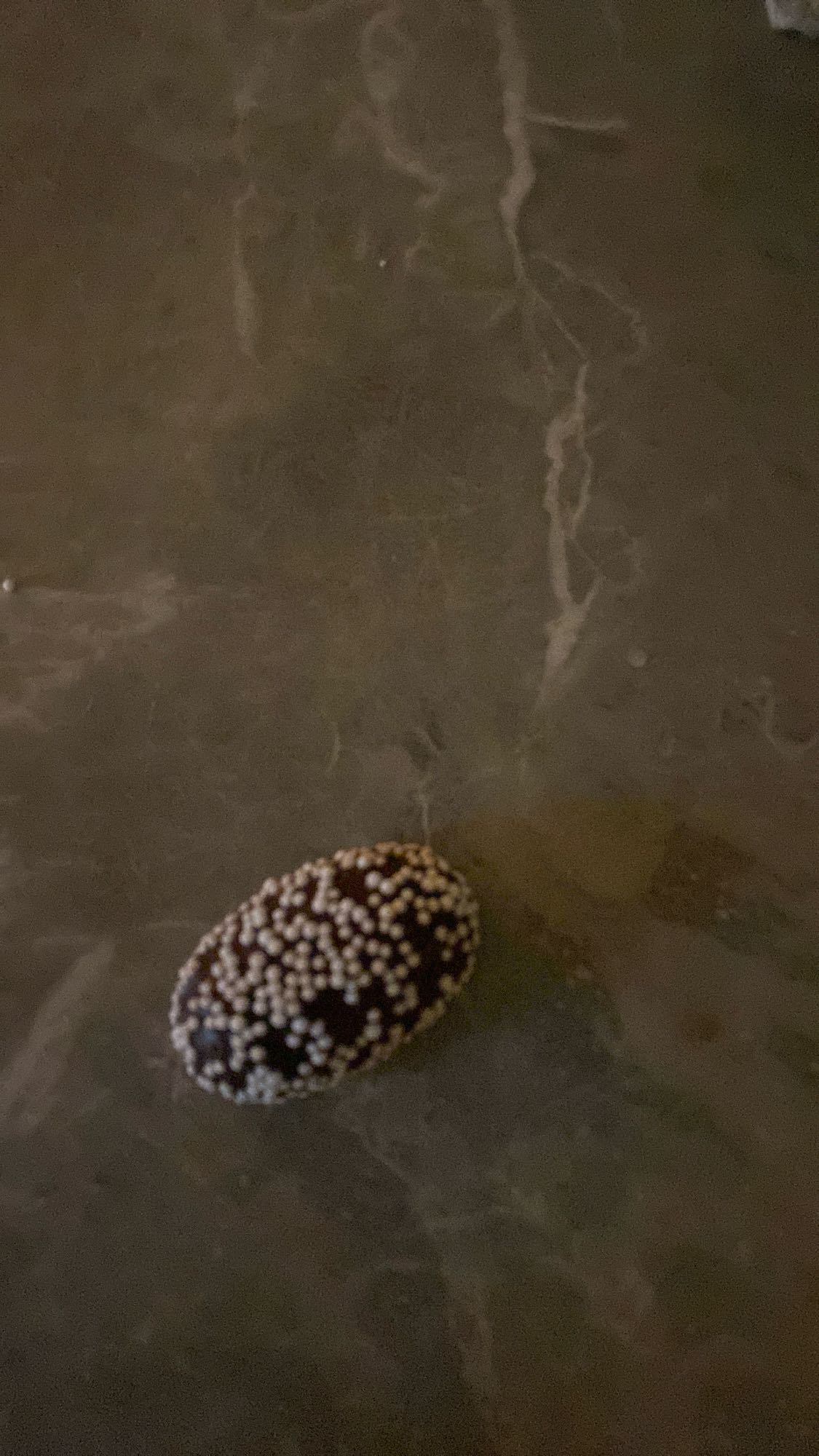 Chokladgodis med strössel