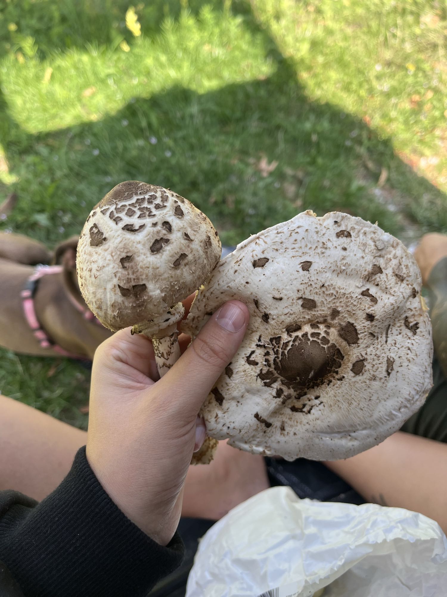 Wild mushrooms snack