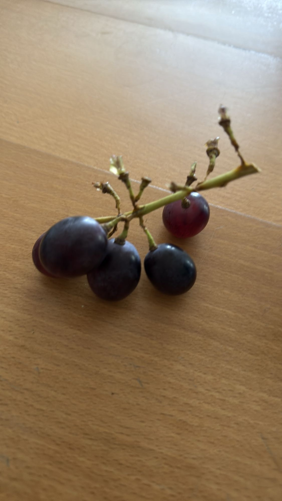 petite grappe de raisins