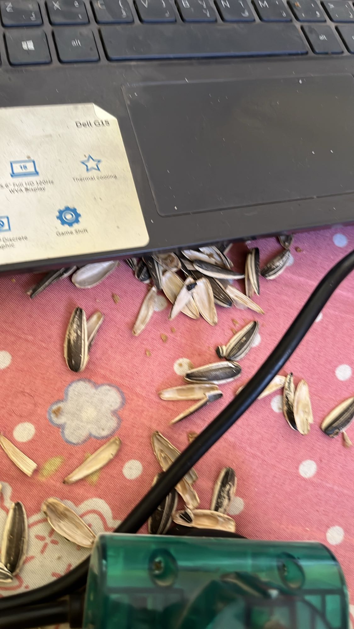 بذور دوار الشمس