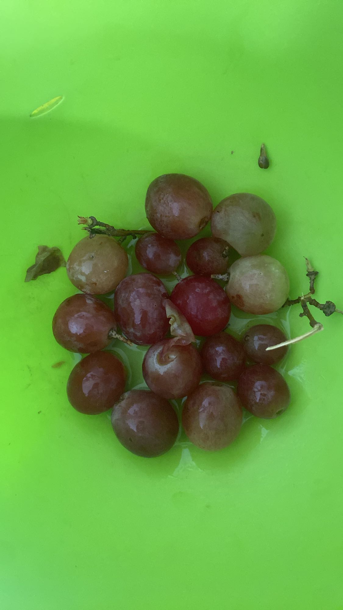 Raisins rouges frais