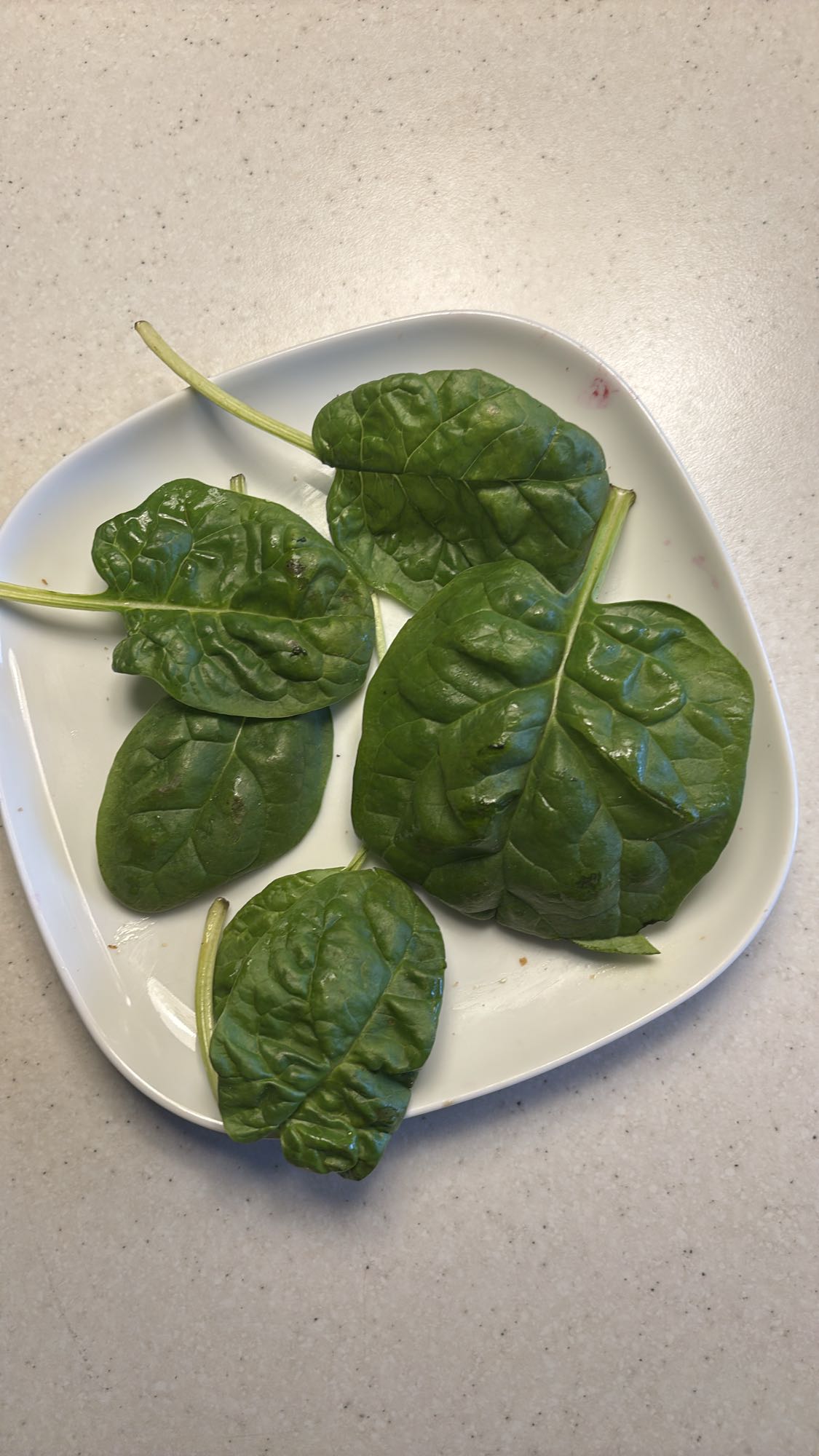 Frisk spinatblader
