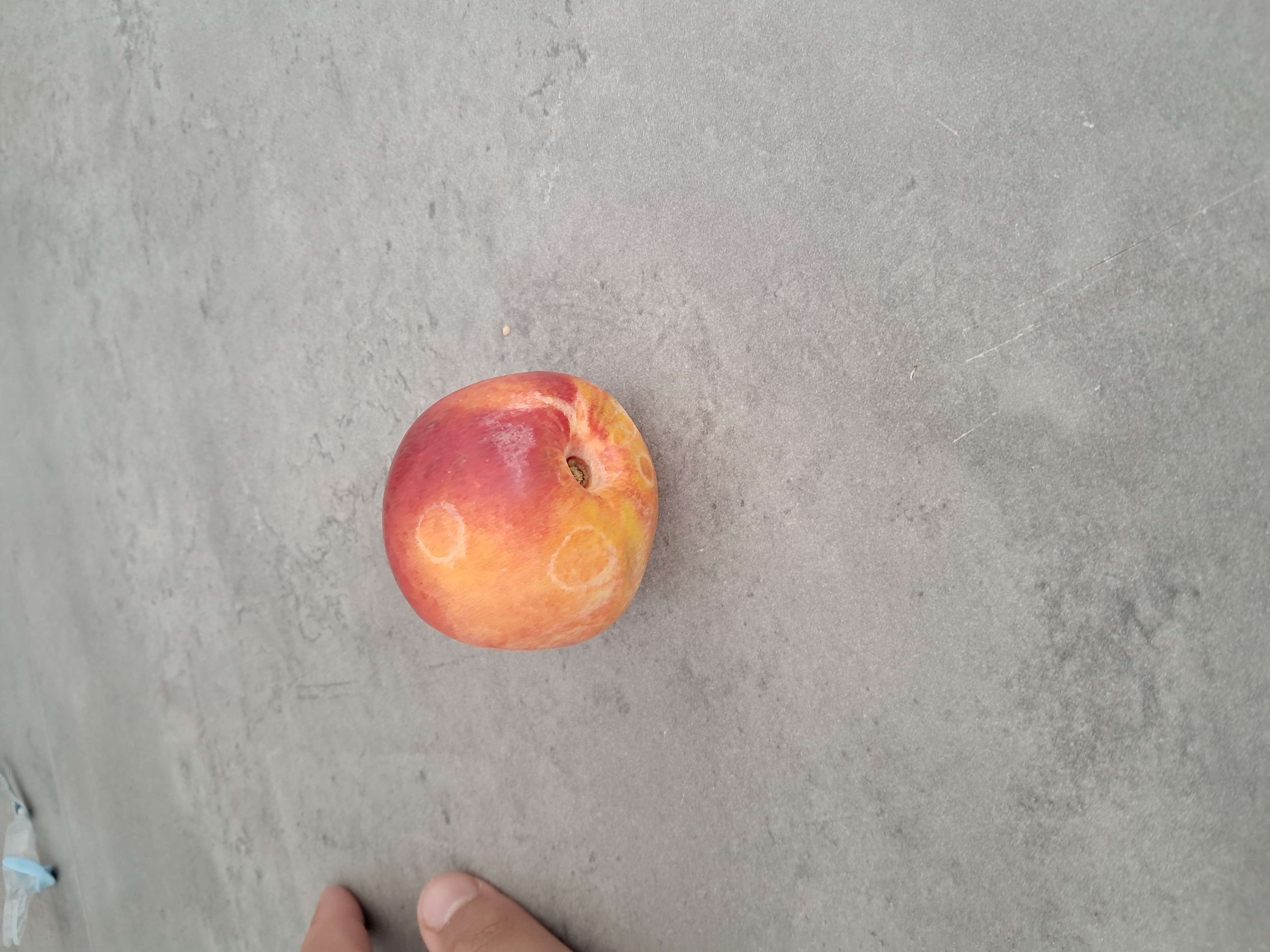 Nectarine