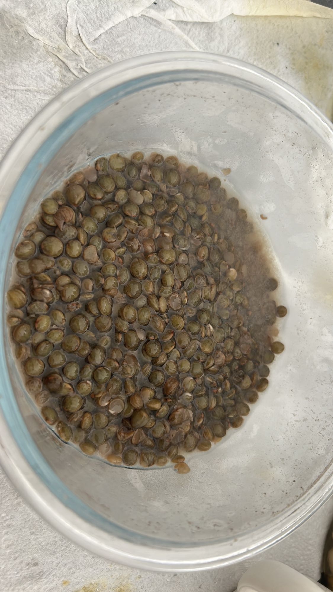 Lentilles cuites nature