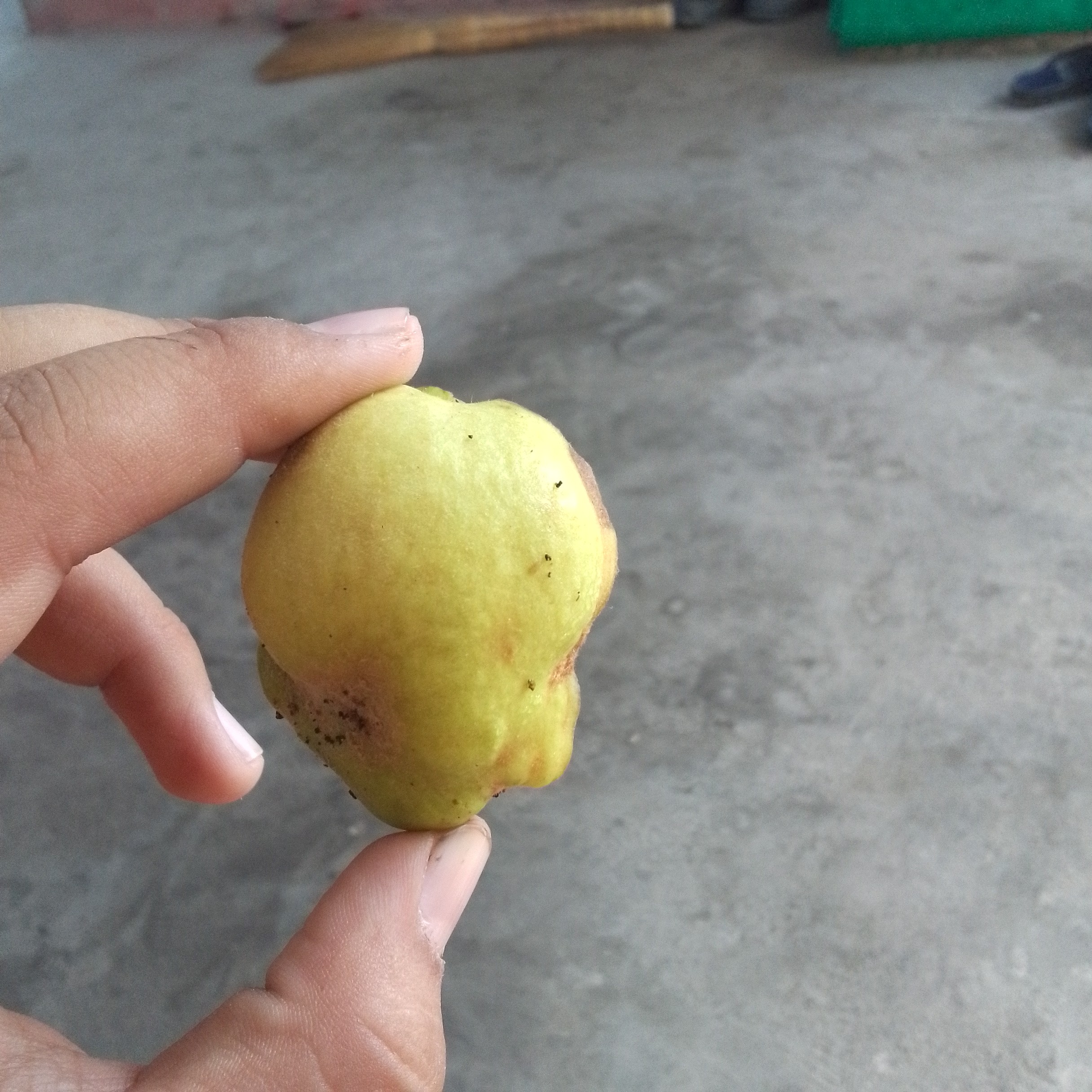 Small Guava Snack