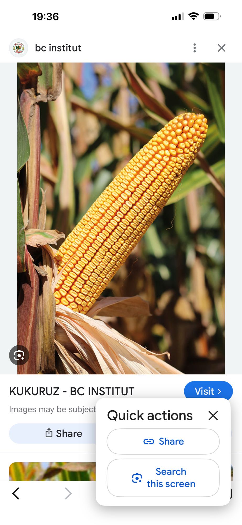 кукуруз на кочану