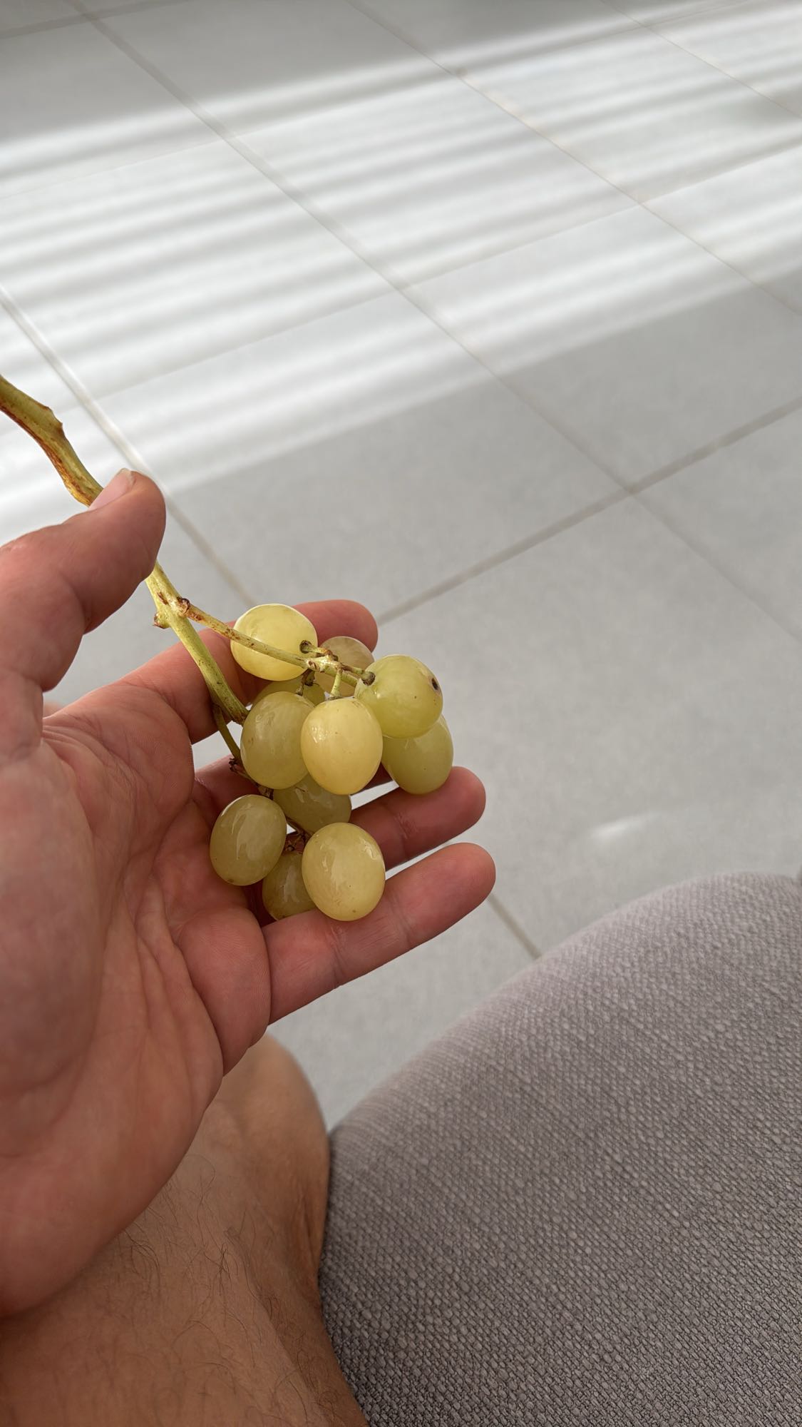 uvas frescas