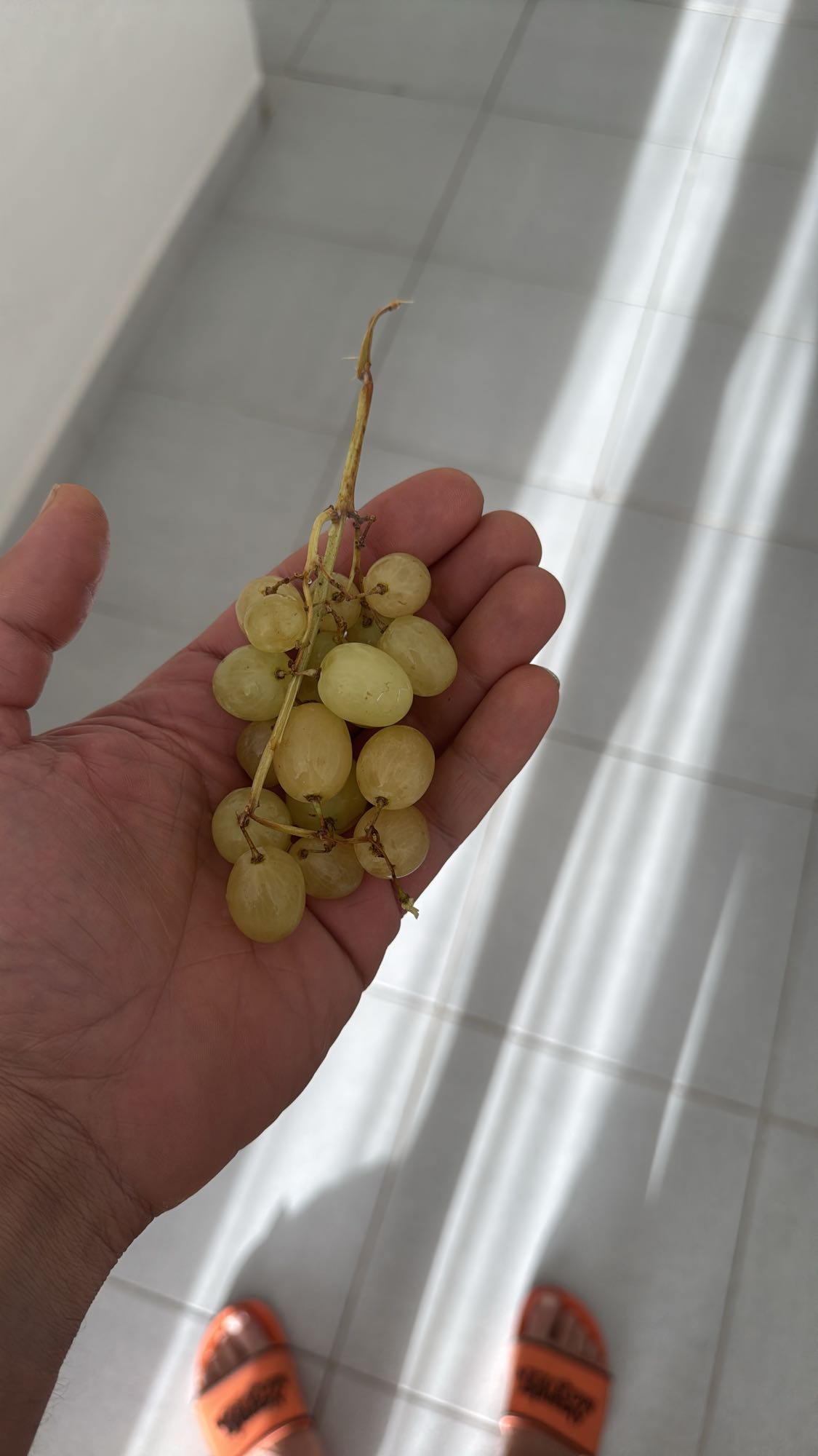 Racimo de uvas verdes