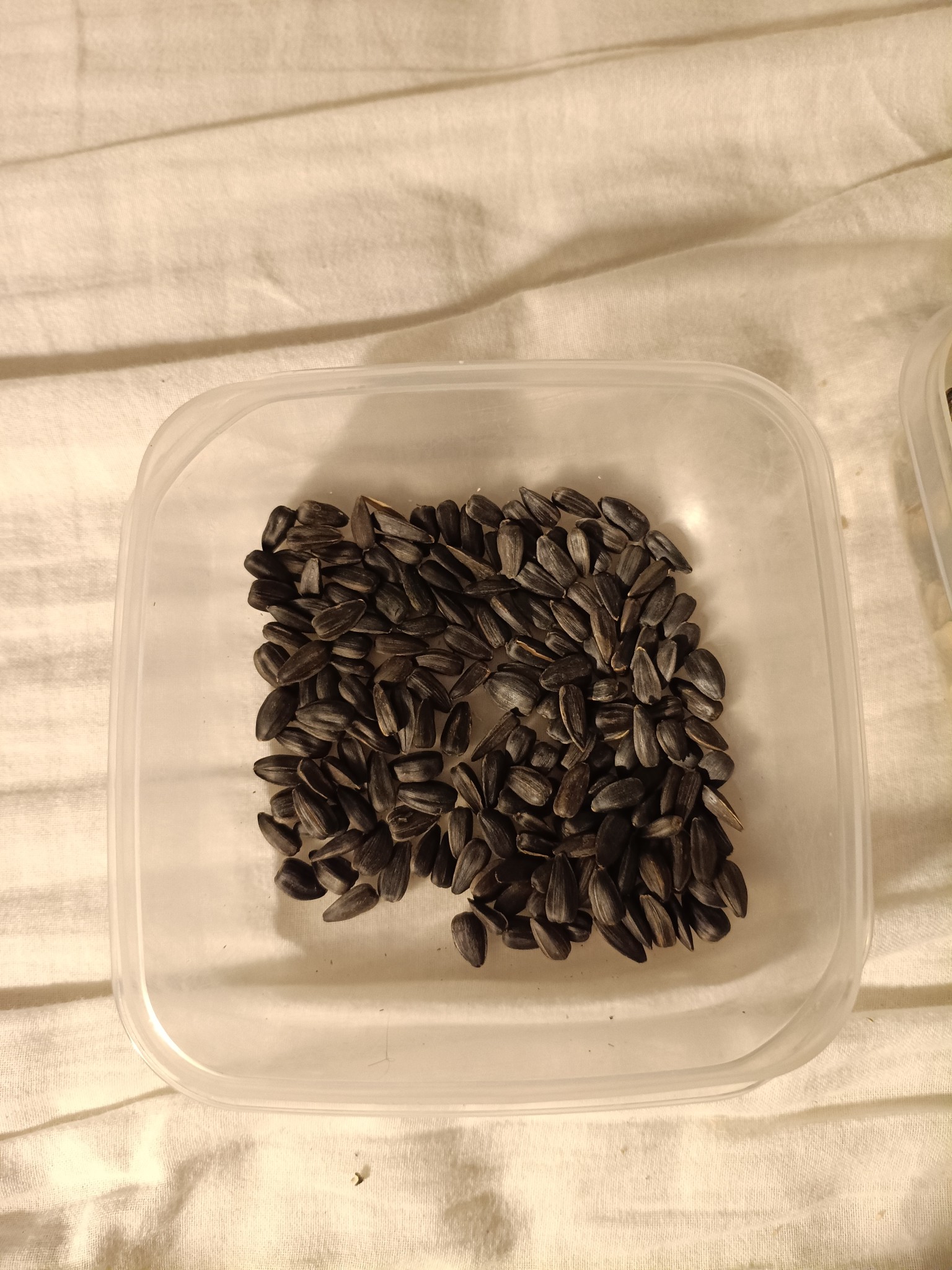 Sunflower Seeds Snack