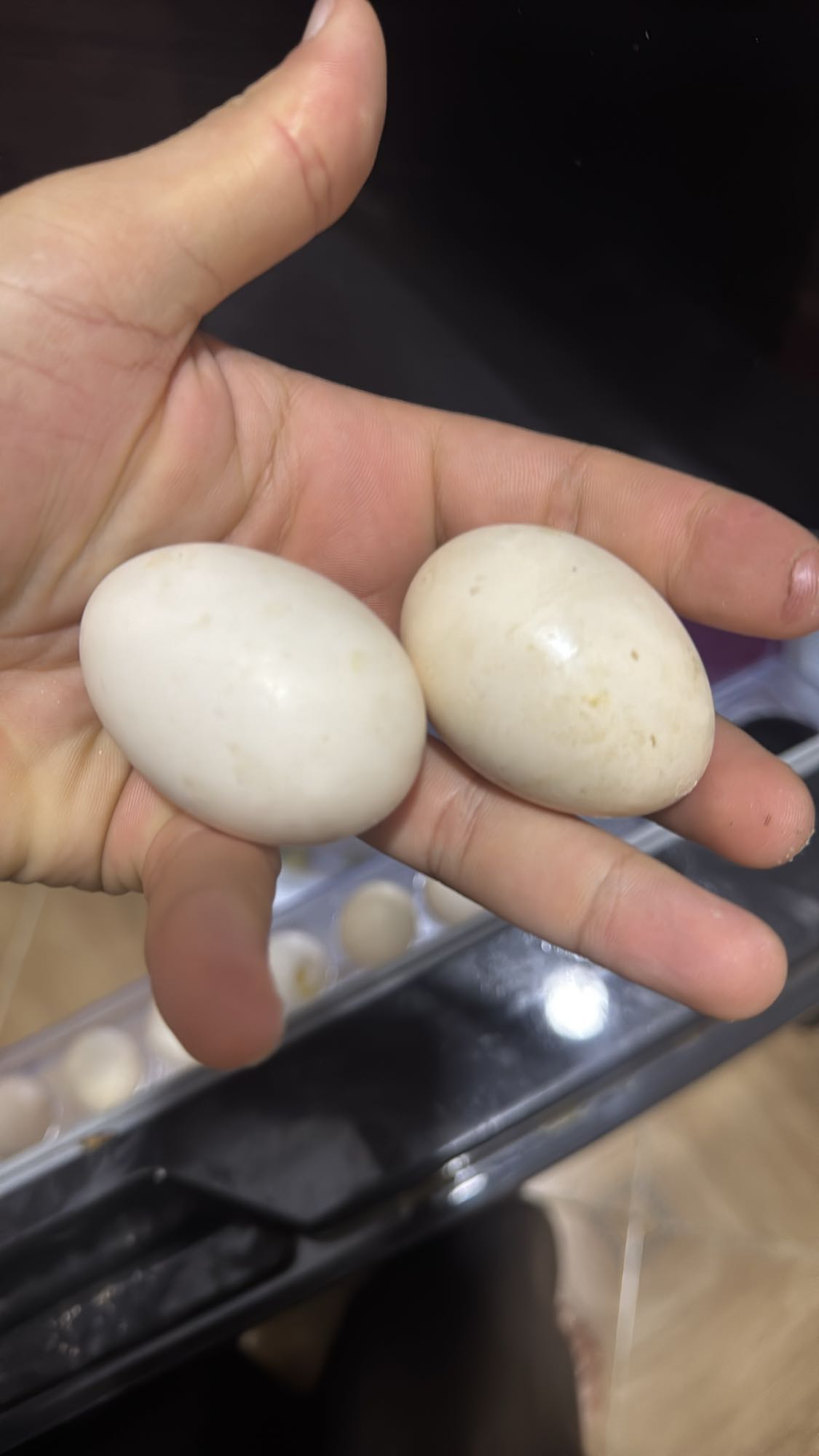 بيض بط مسلوق