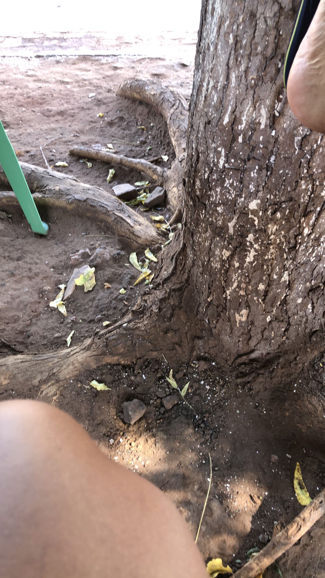 nenhuma comida visível