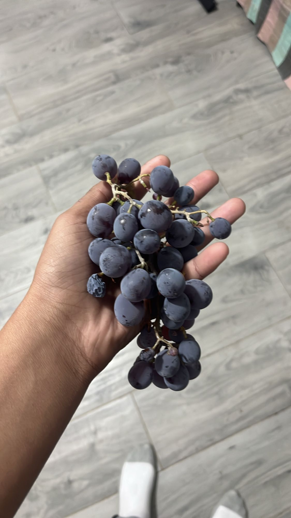 Black grapes bunch