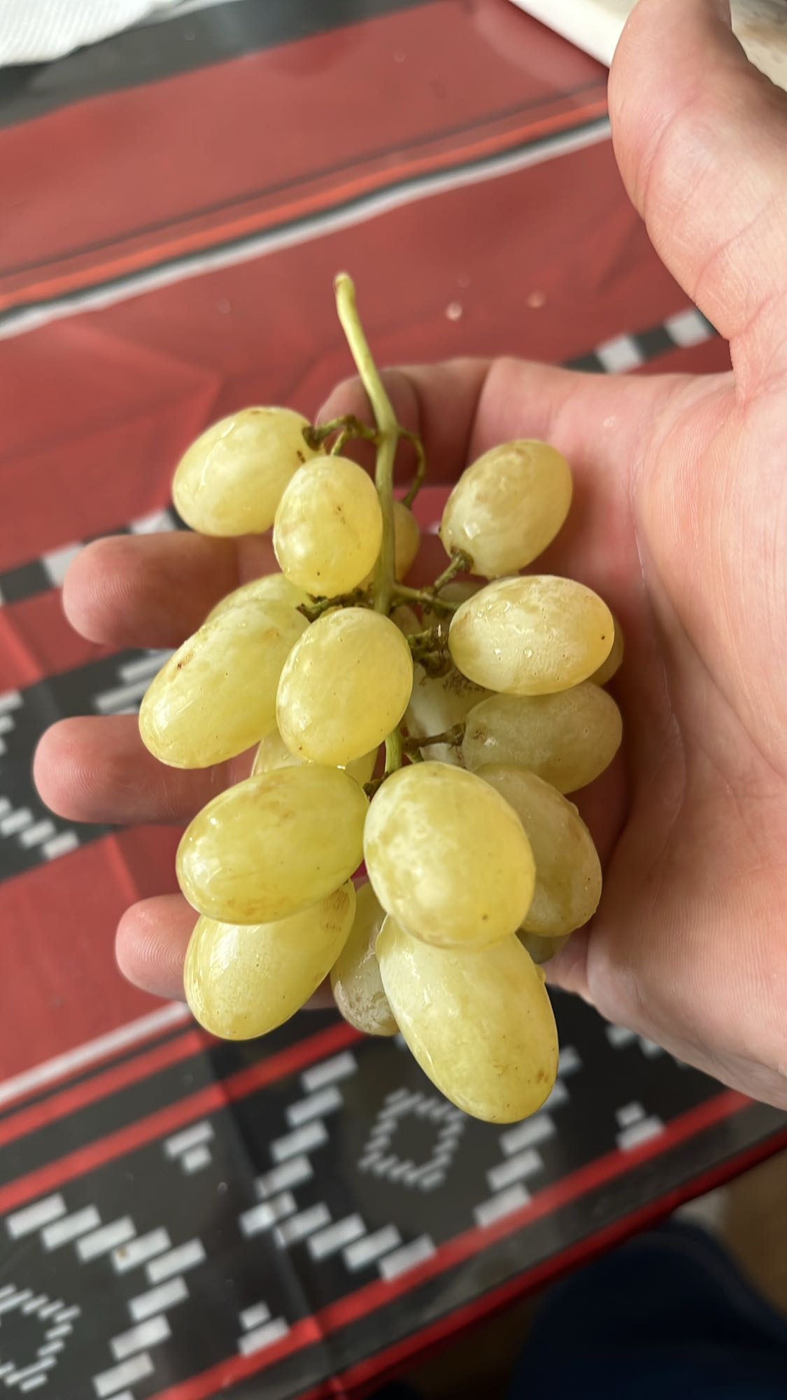 Бяло грозде