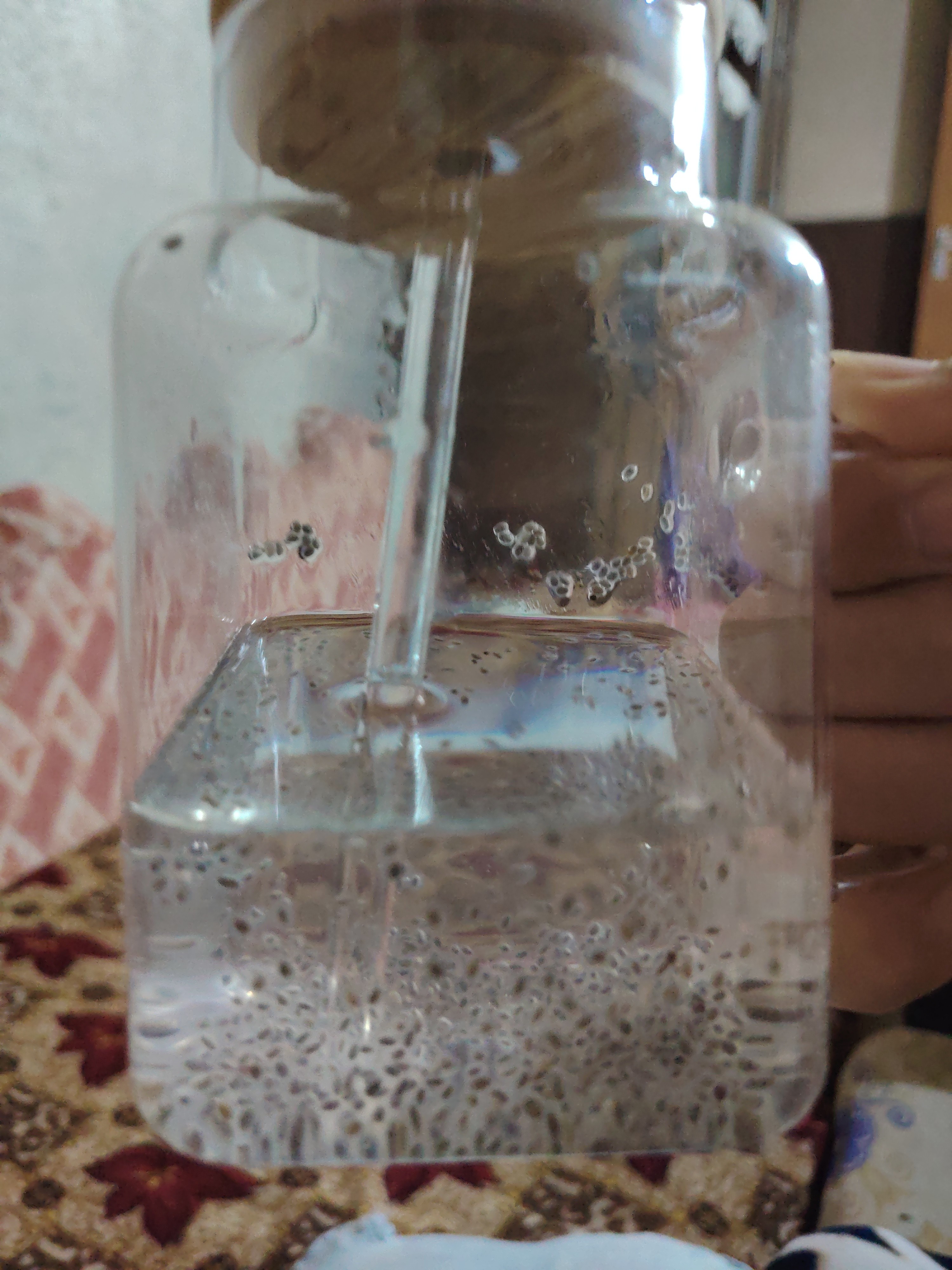 Basil Seed Water