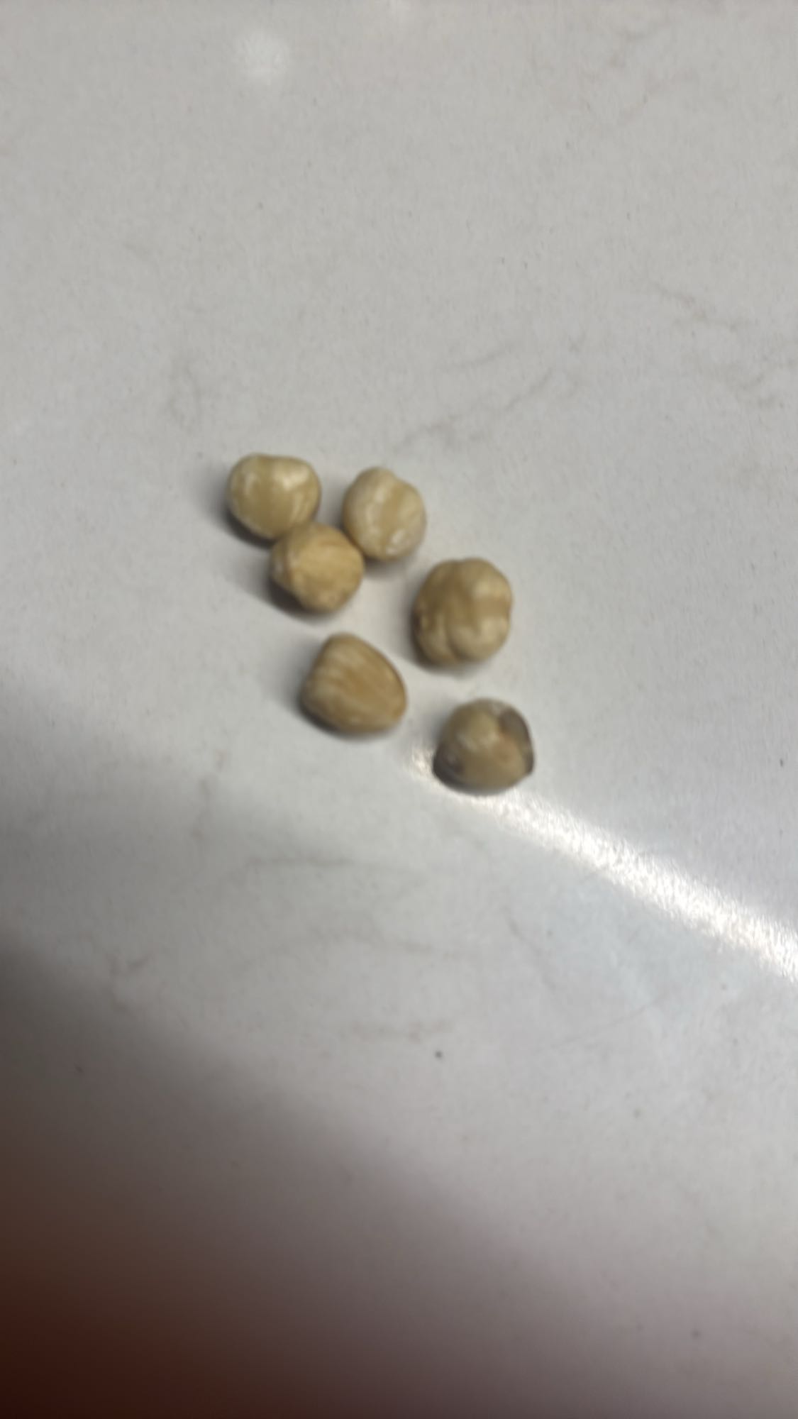 Hazelnuts (small portion)