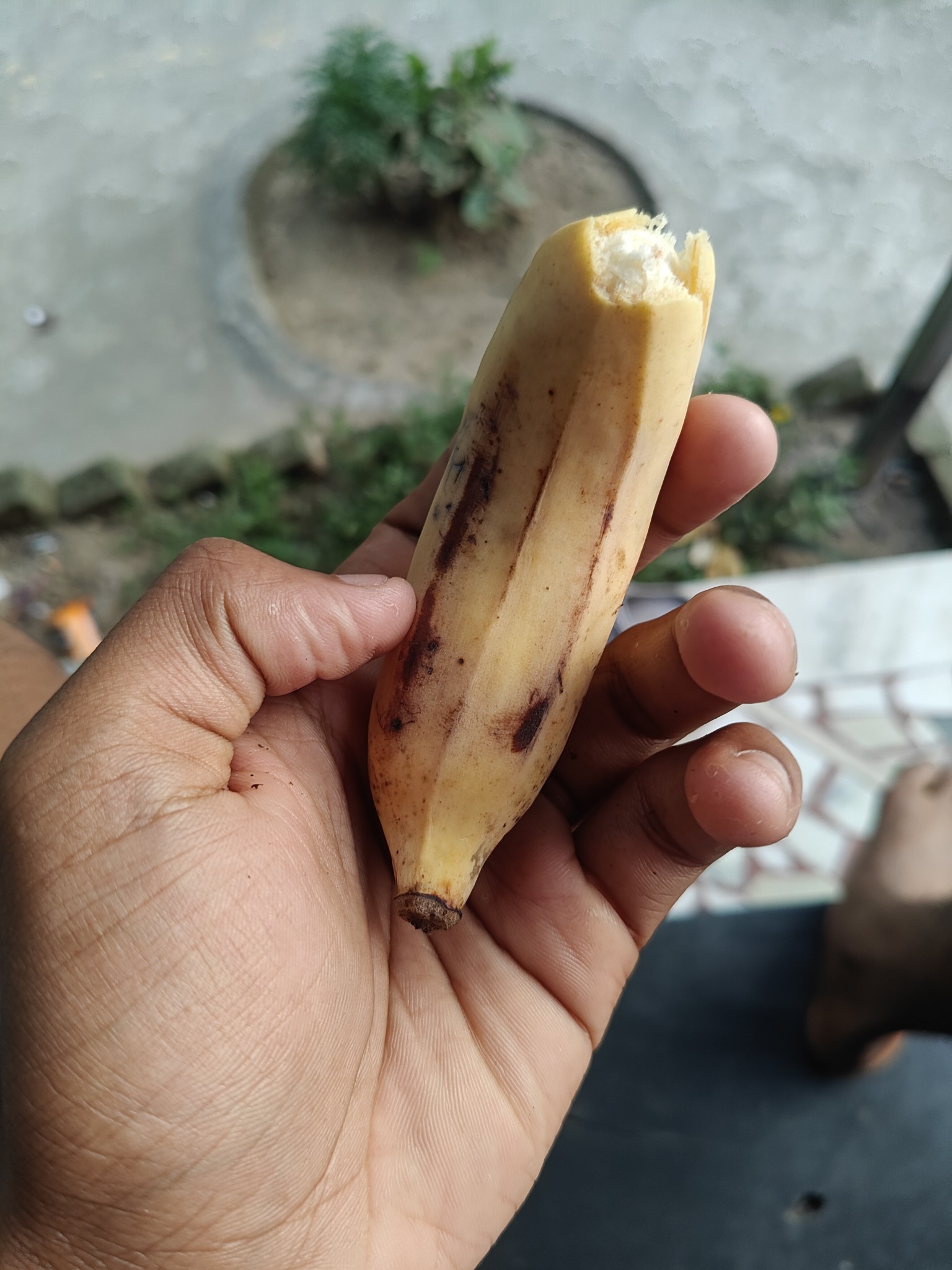 Small banana snack