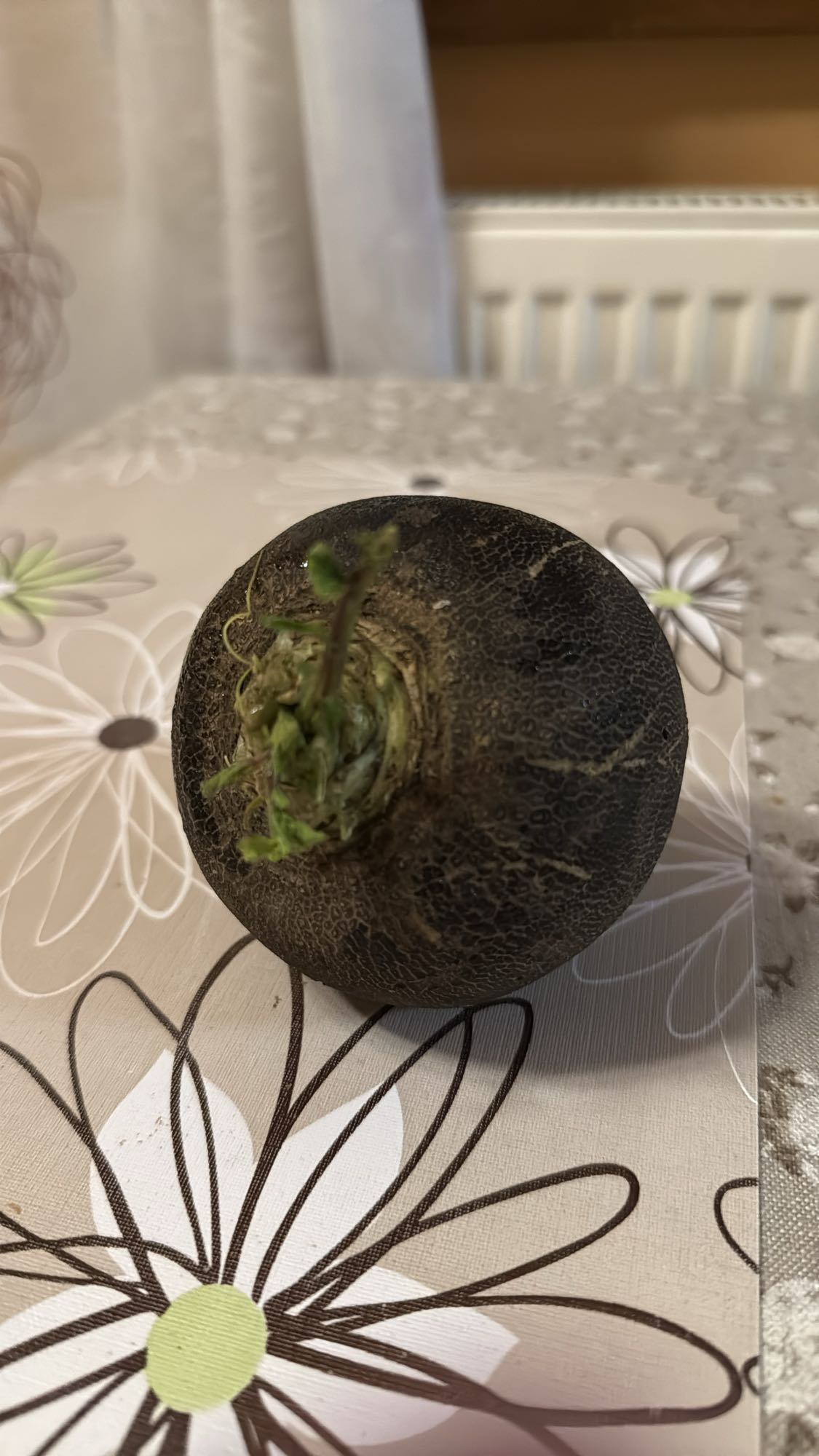 Ridiche neagră crudă