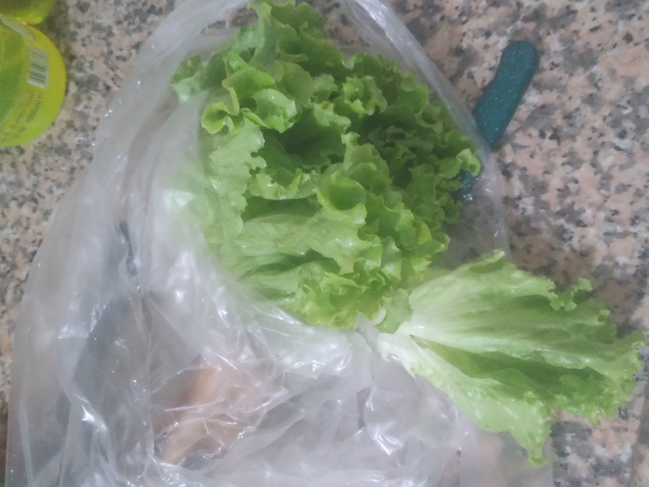 Fresh Lettuce