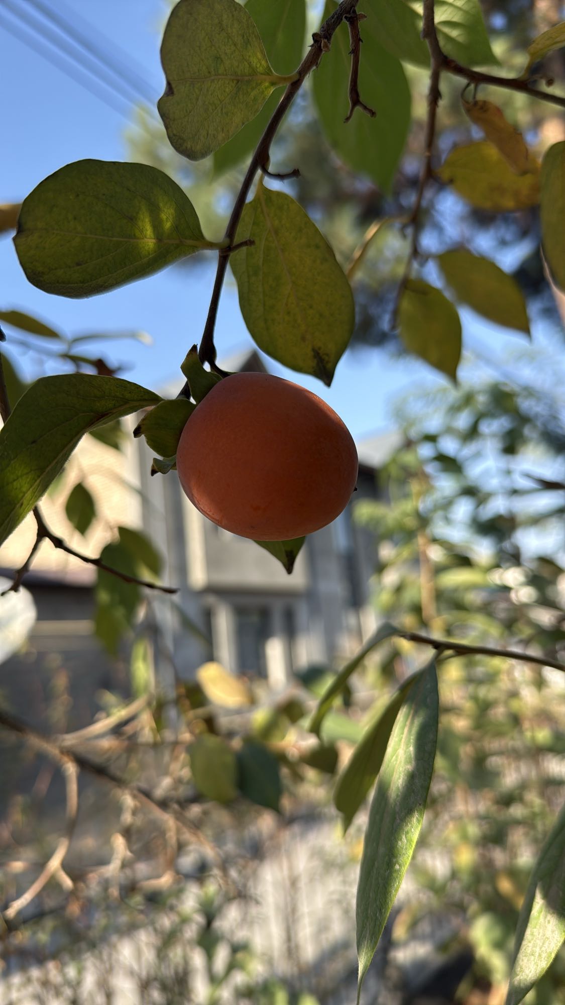 хурма свежая