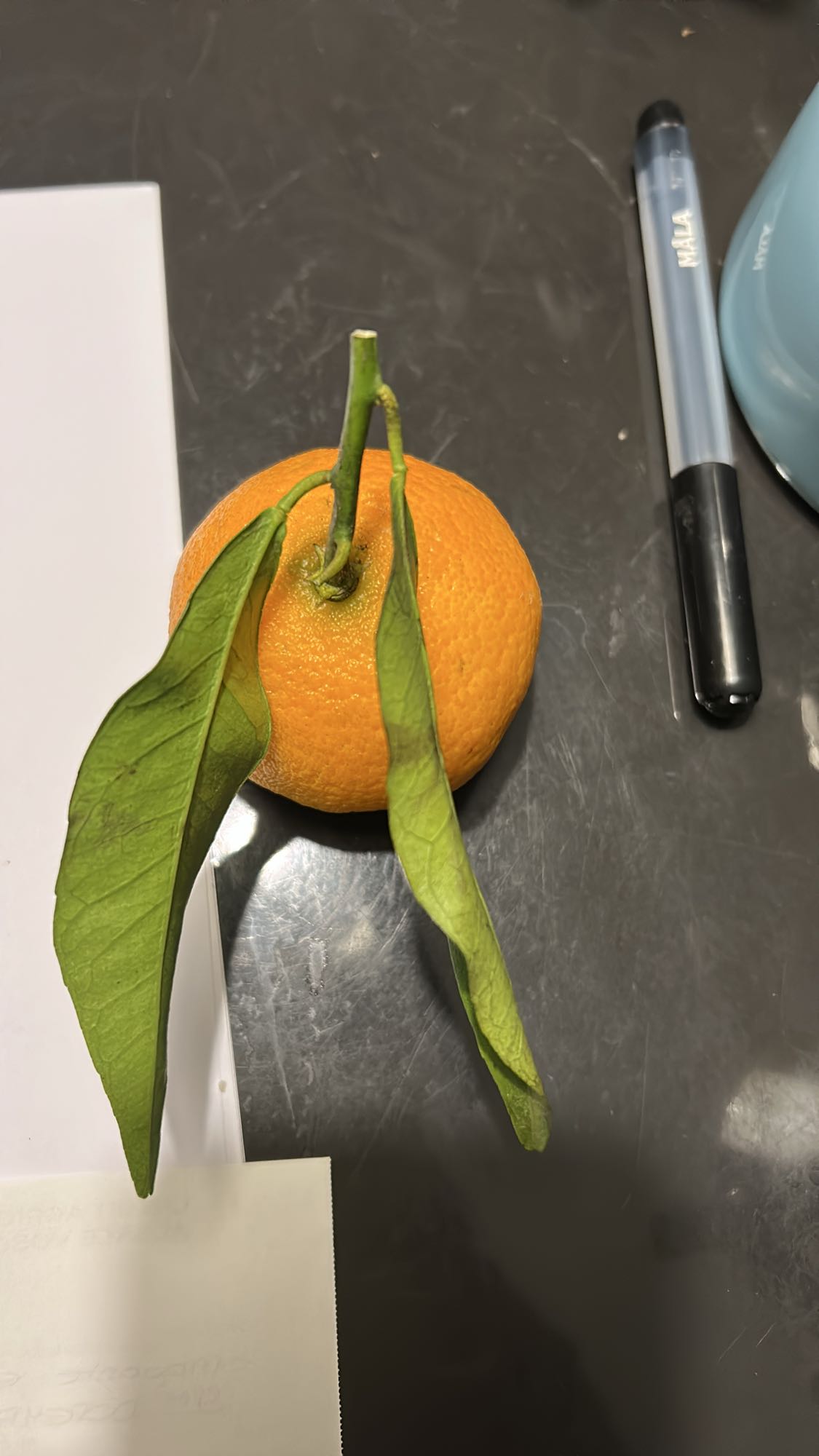 Mandarine fraîche