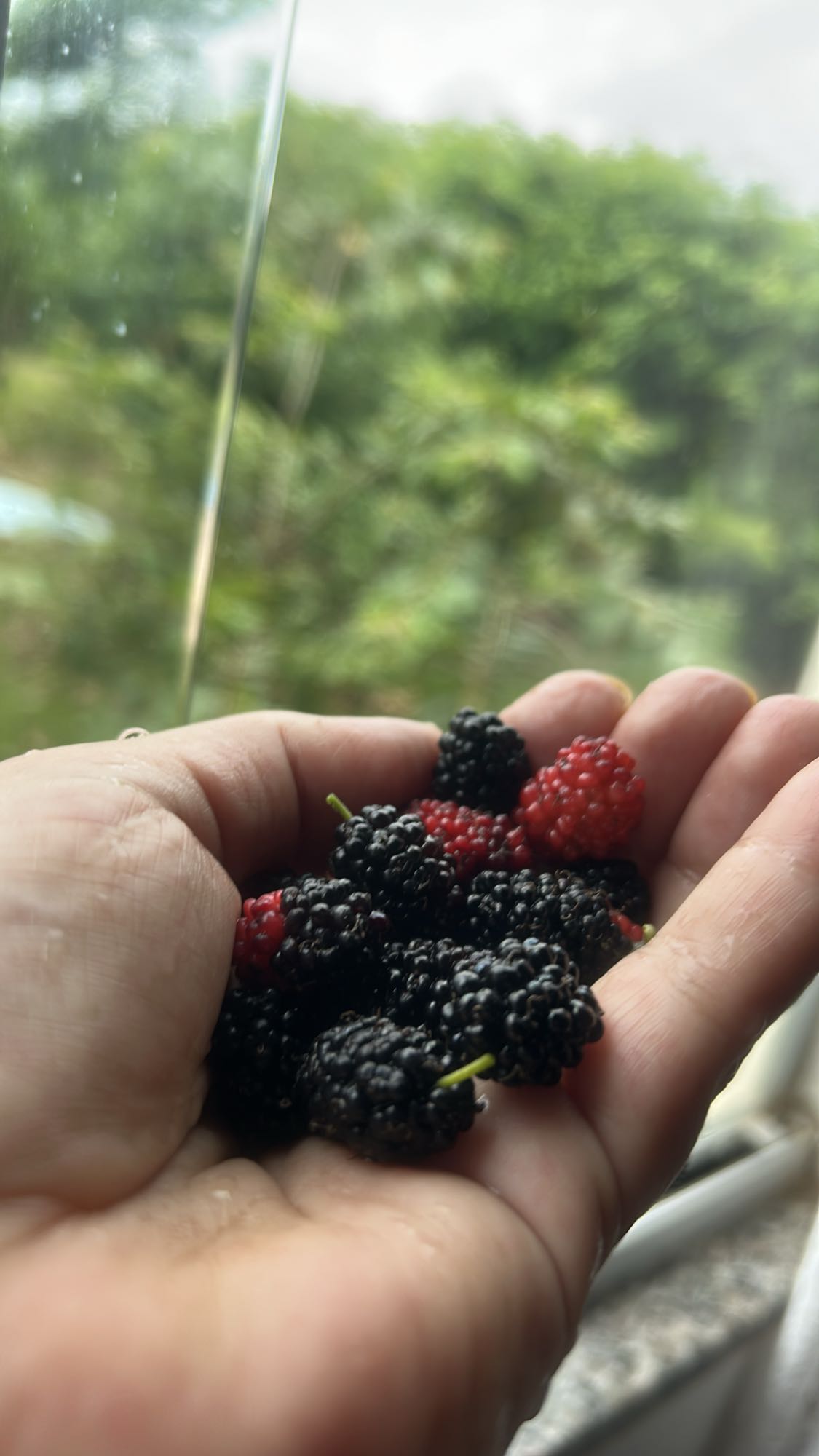 Amora fresca na mão