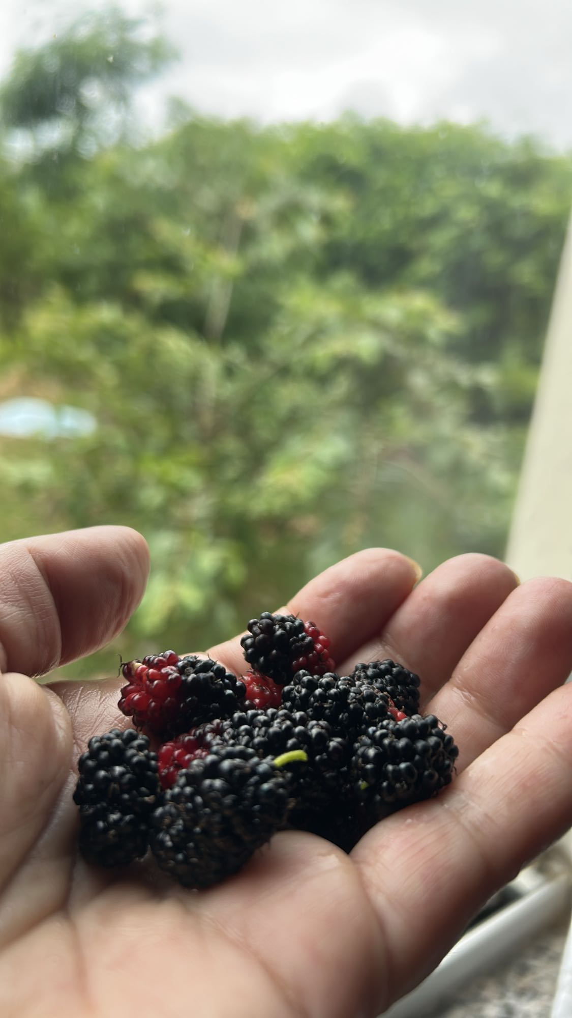 Amora fresca na mão