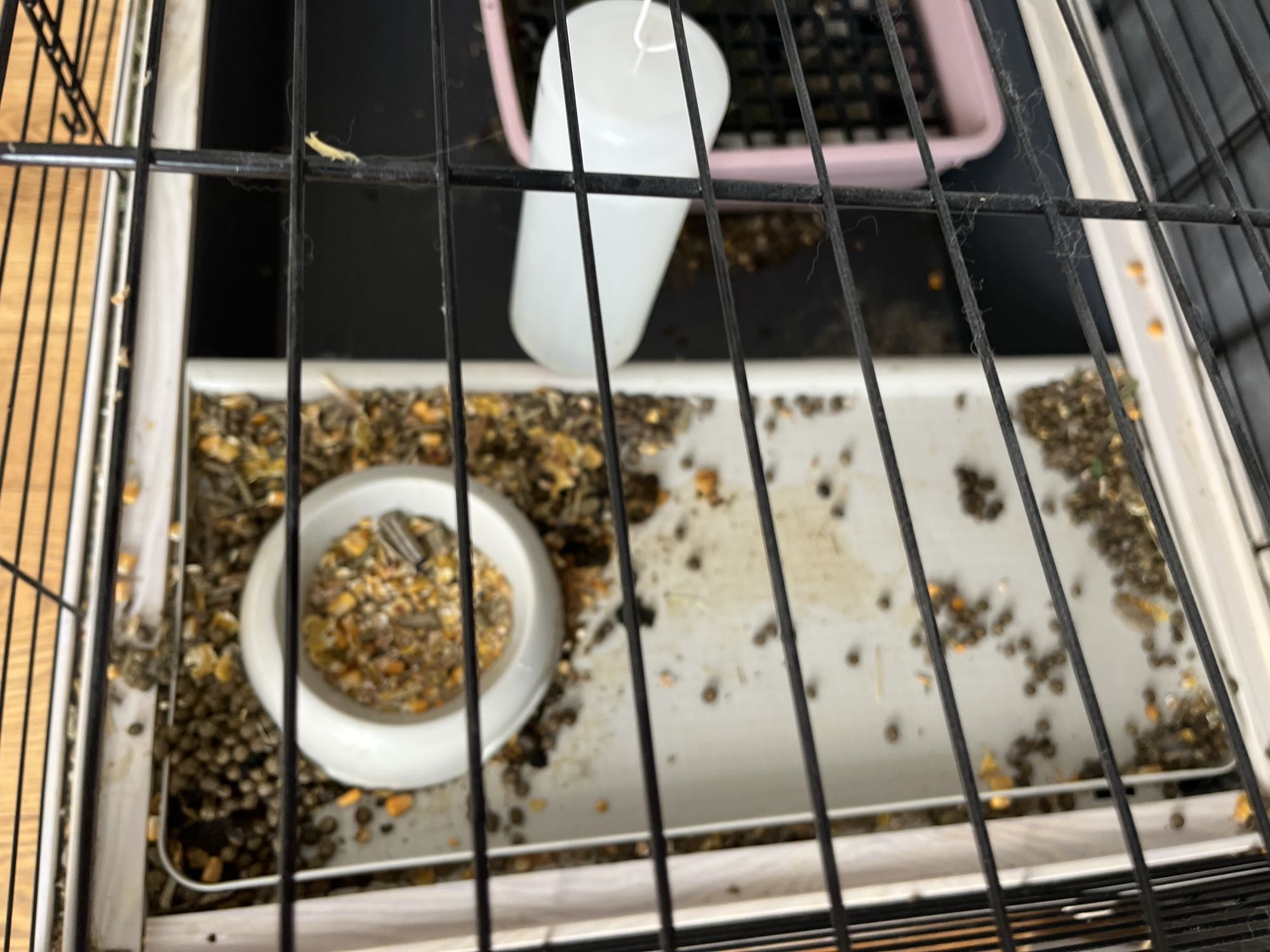 Mixed Seeds for Rodents