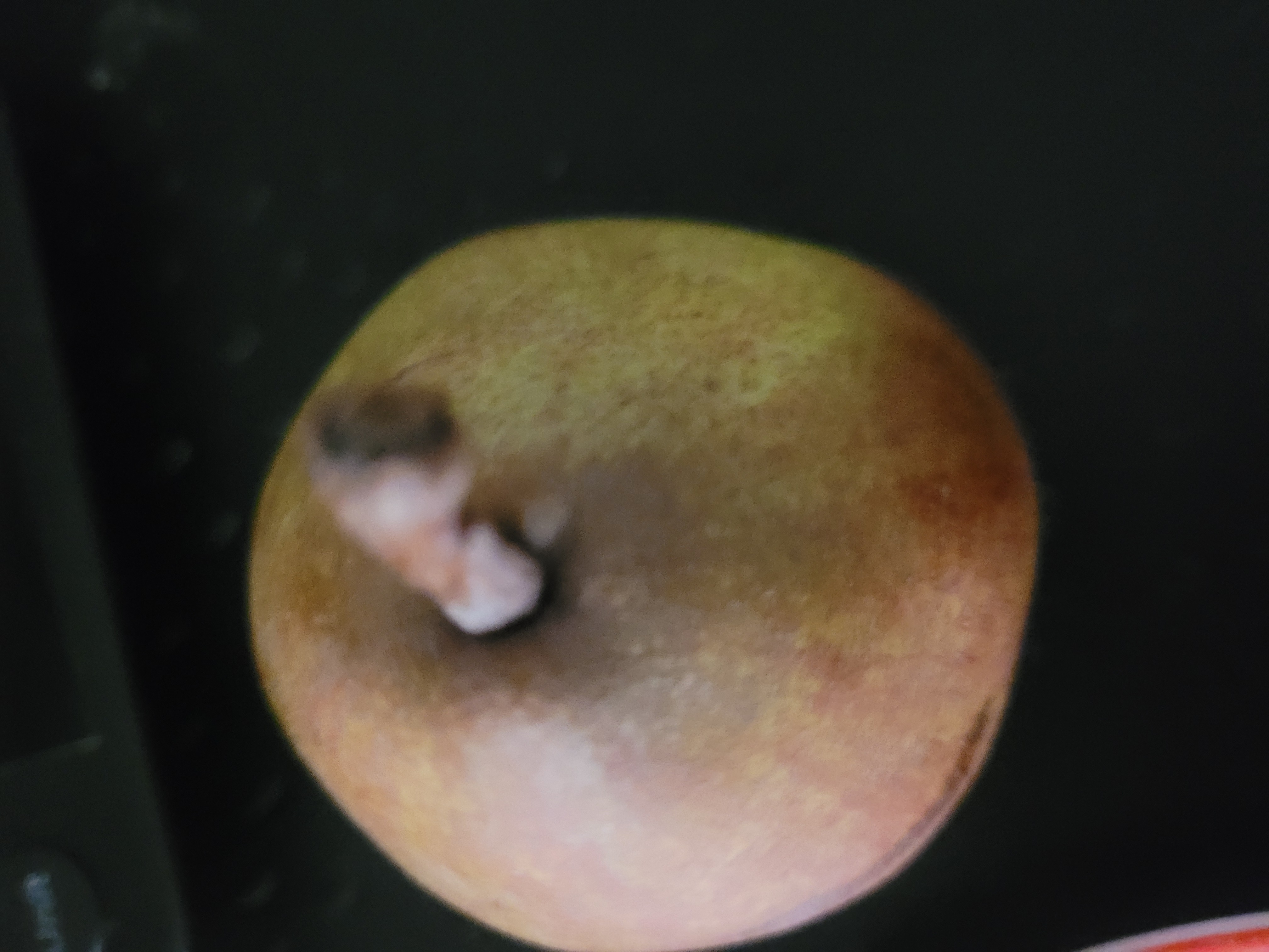 Poire entière