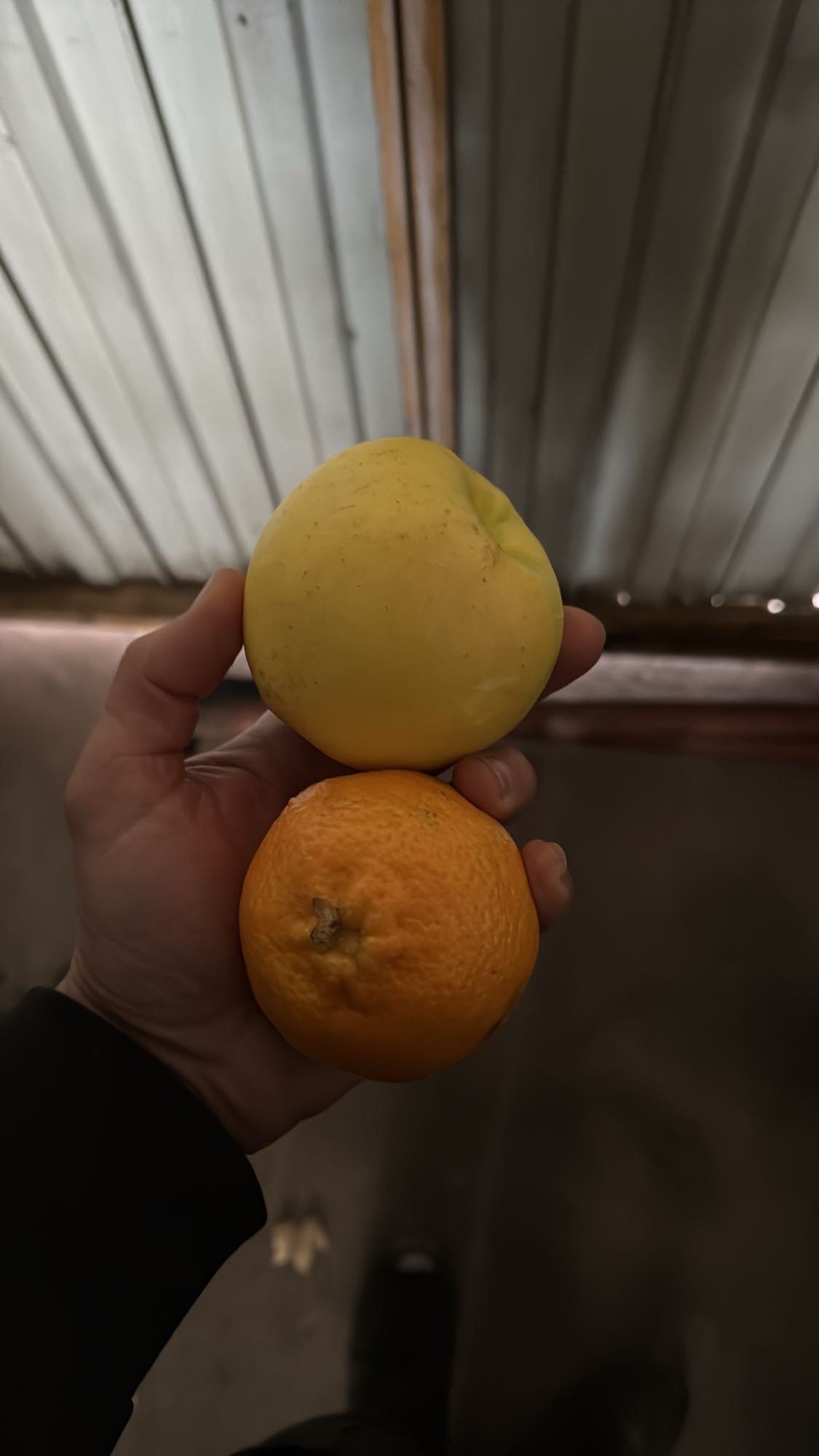 Manzana y mandarina