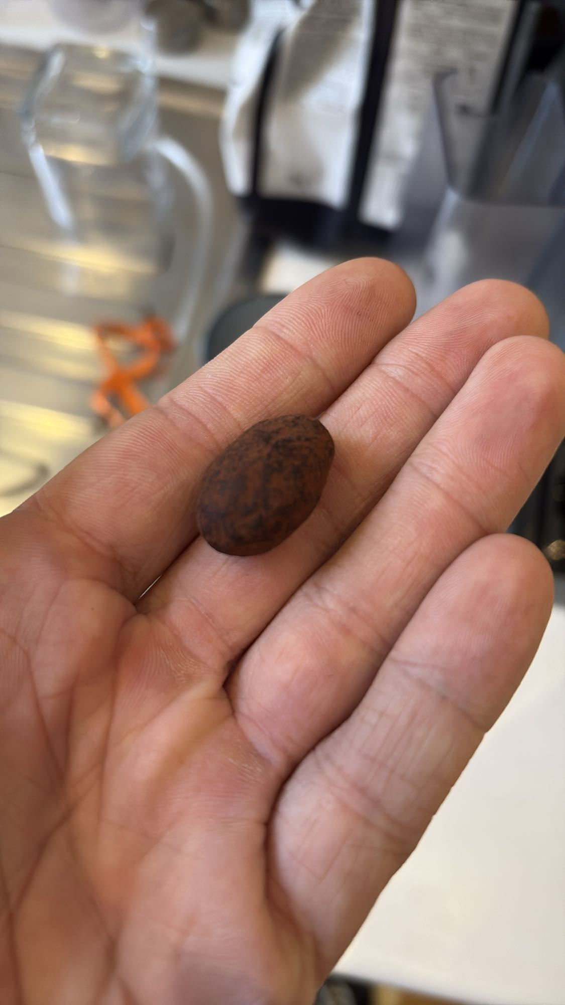 Fève de cacao entière